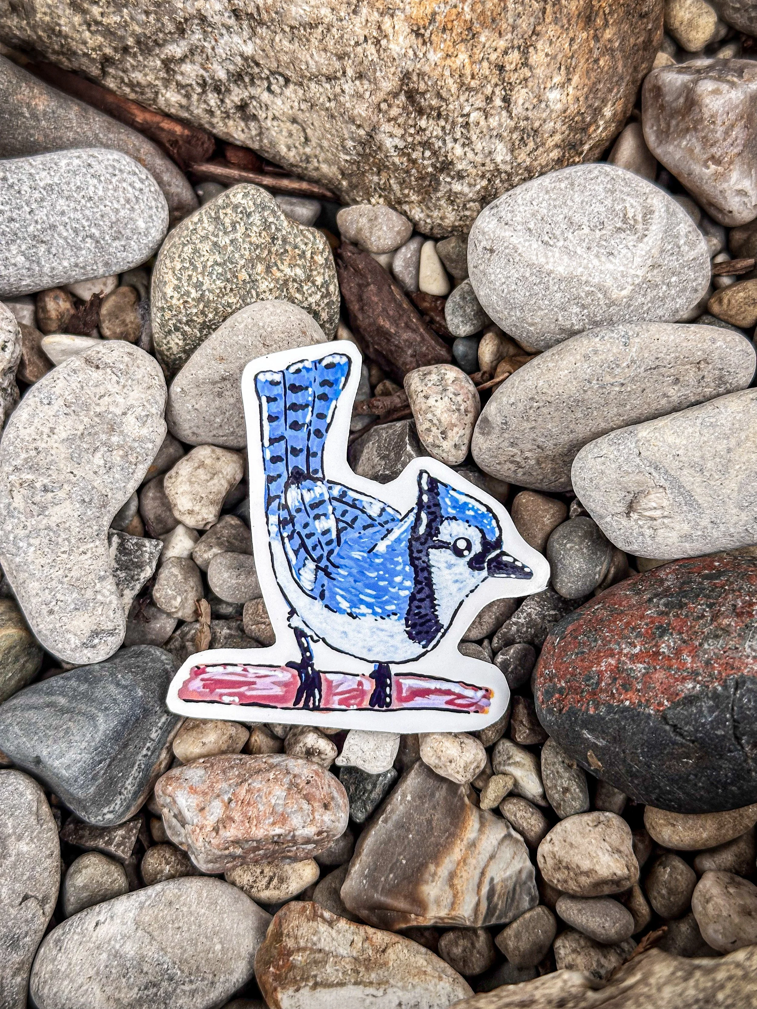 Med Blue Jay Sticker  1.jpg