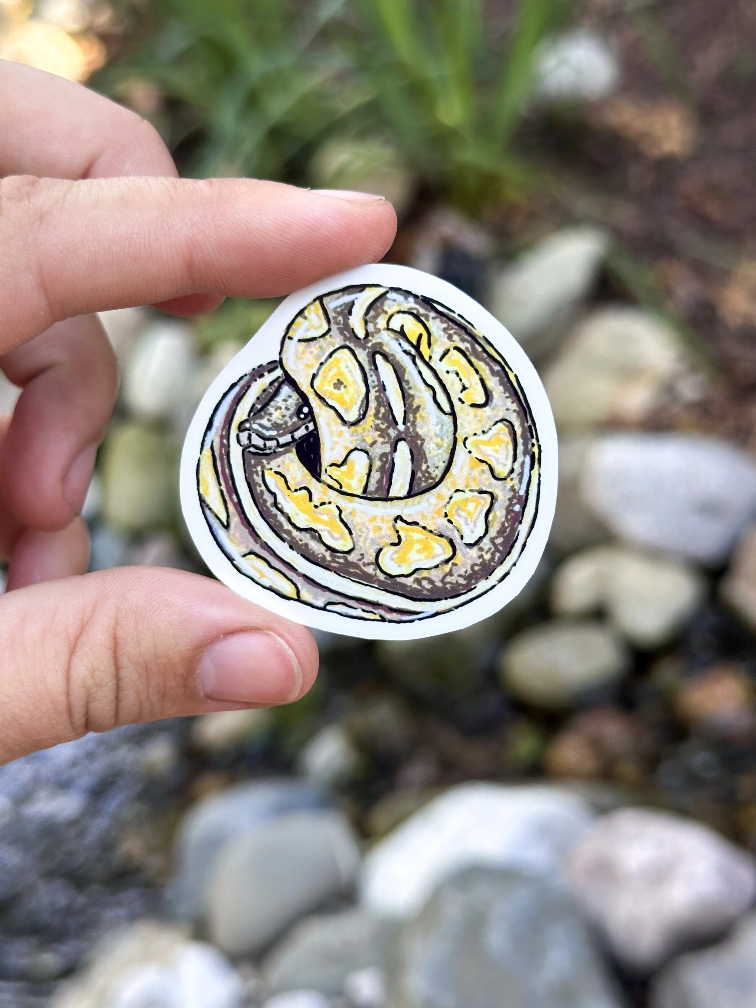 Med Ball Python Sticker 1.jpg