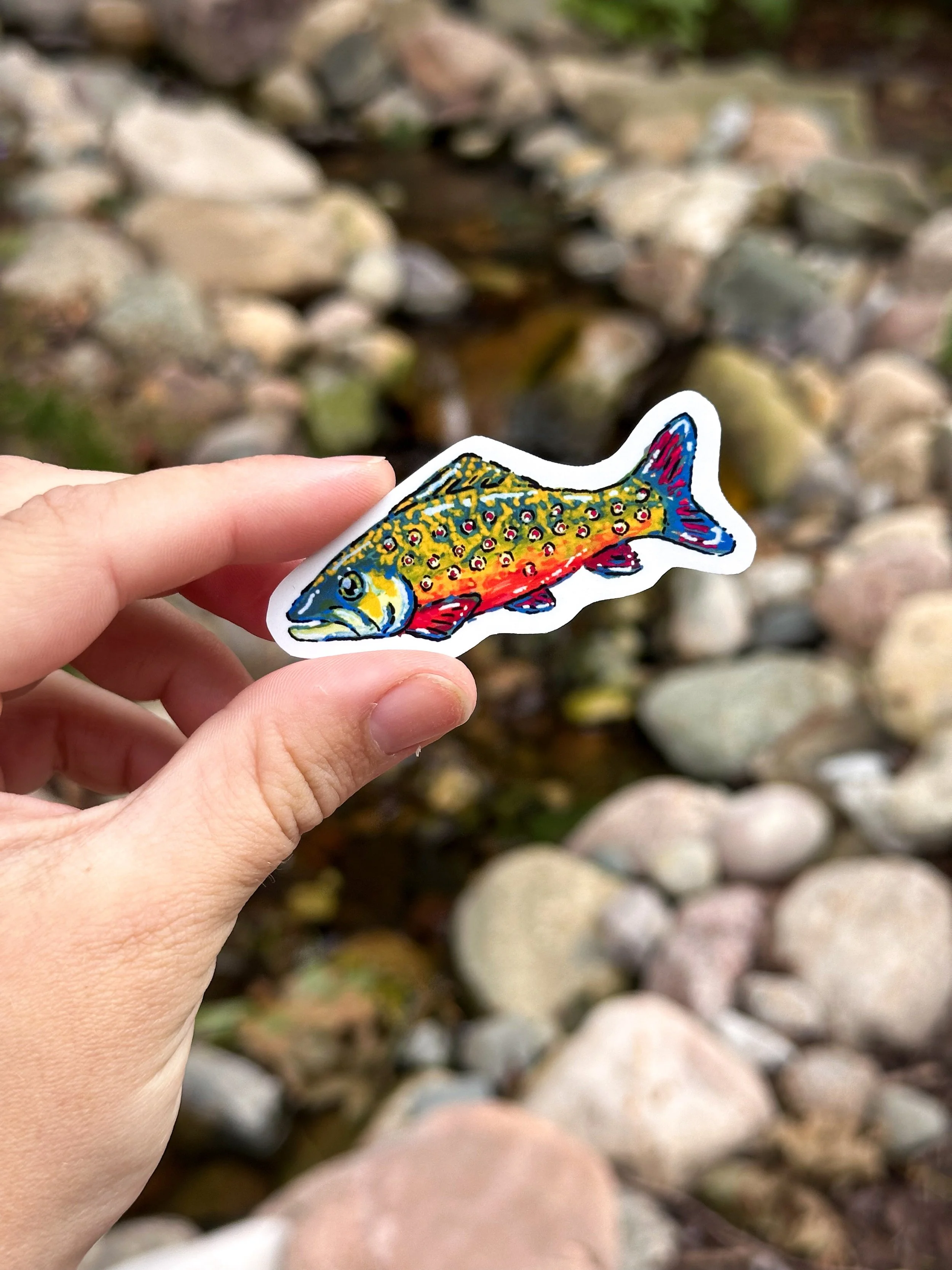 Med Rainbow Trout Sticker  1.jpg