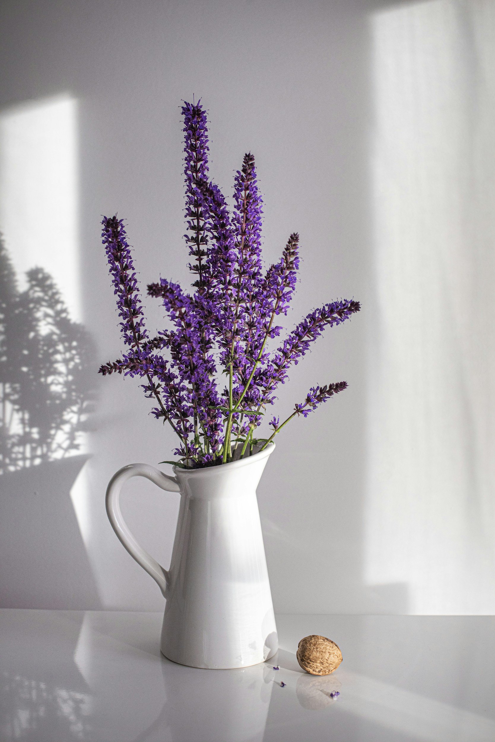 Purple lavender flowers in a white ceramic pitcher, shadow of the flowers on the light gray wall behind, walnut on white surface with scattered small purple flower petals.