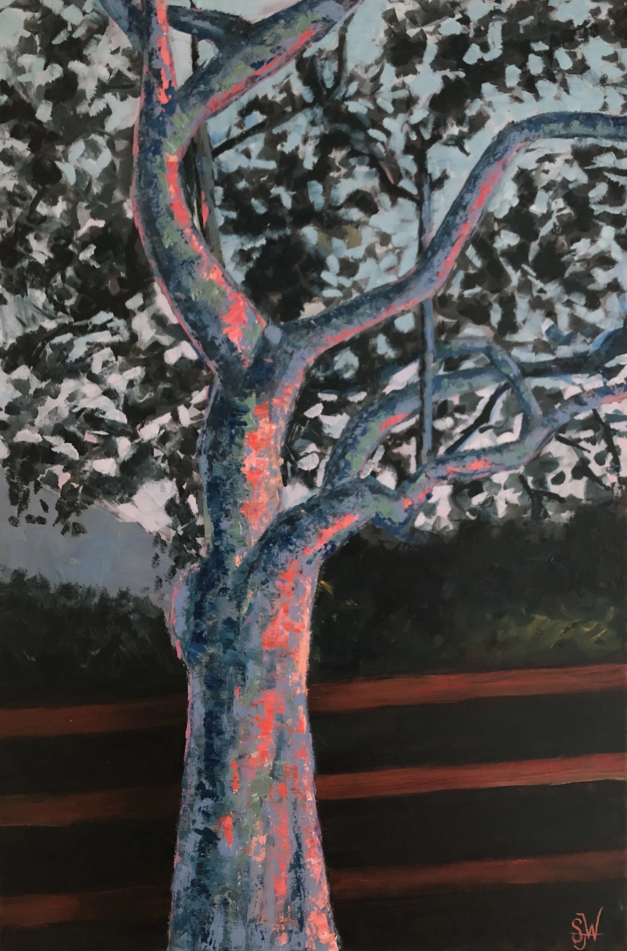 Eucalyptus Tree in the Sunset, 2025. Oil on canvas - 24"x 36" $2,160.00