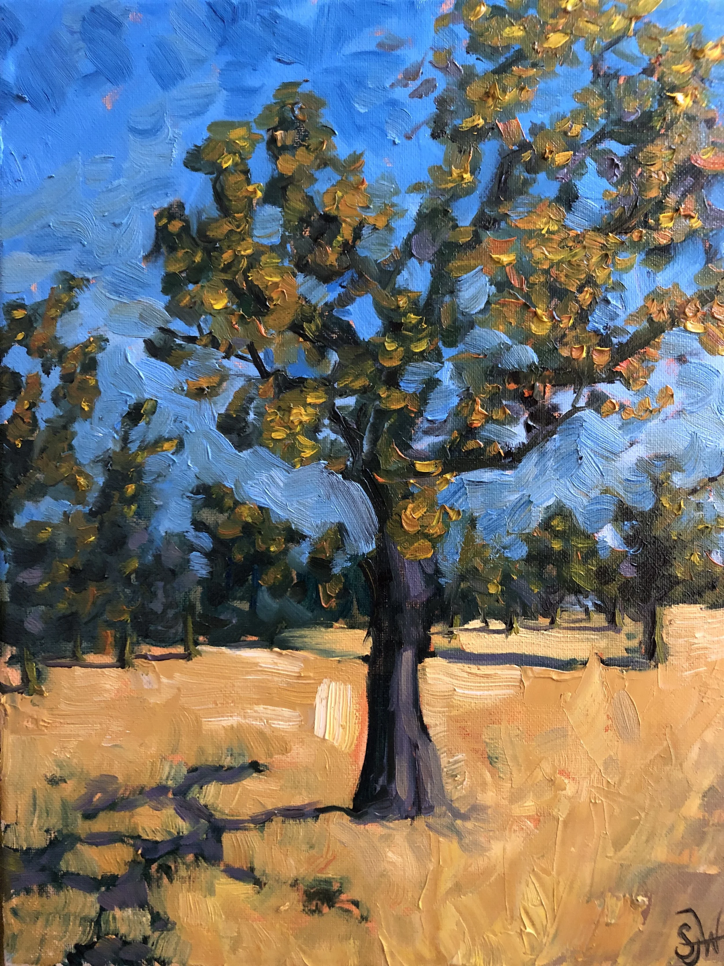 Oak Tree, Northern California, 2025. Oil on canvas - 11" x 14" $450.00