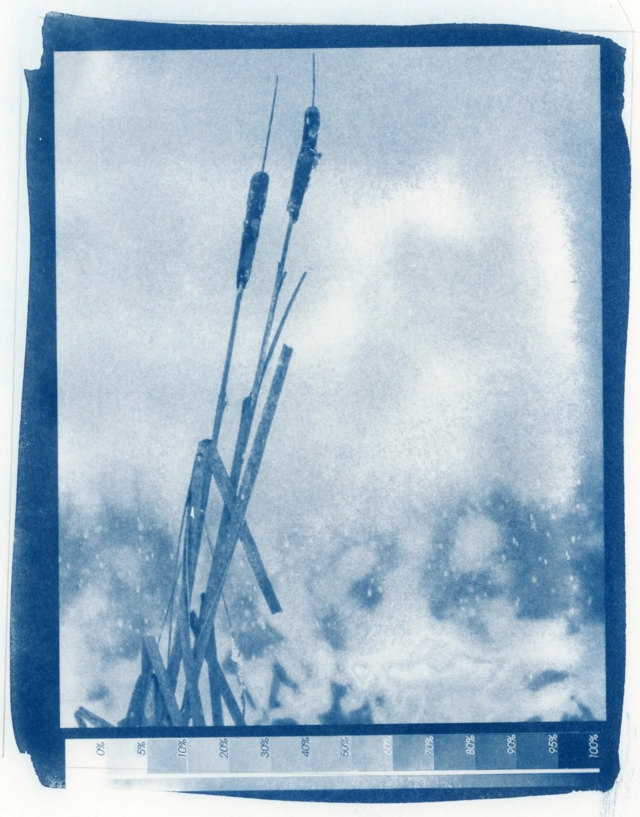 Cattails in the Snow