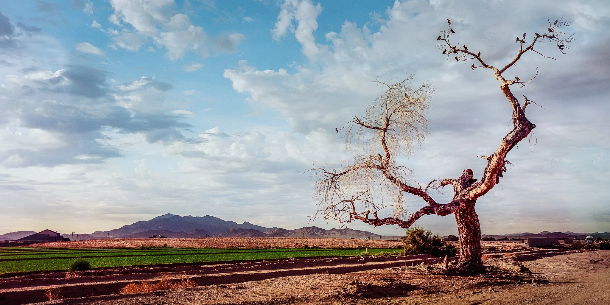 The Sky Catcher: A weathered tree stands sentinel at the edge of a field, its branches reaching toward Estrella Mt. as if remembering what once was. Development creeps in from the margins, but here—just for a moment—the land still breathes between wh