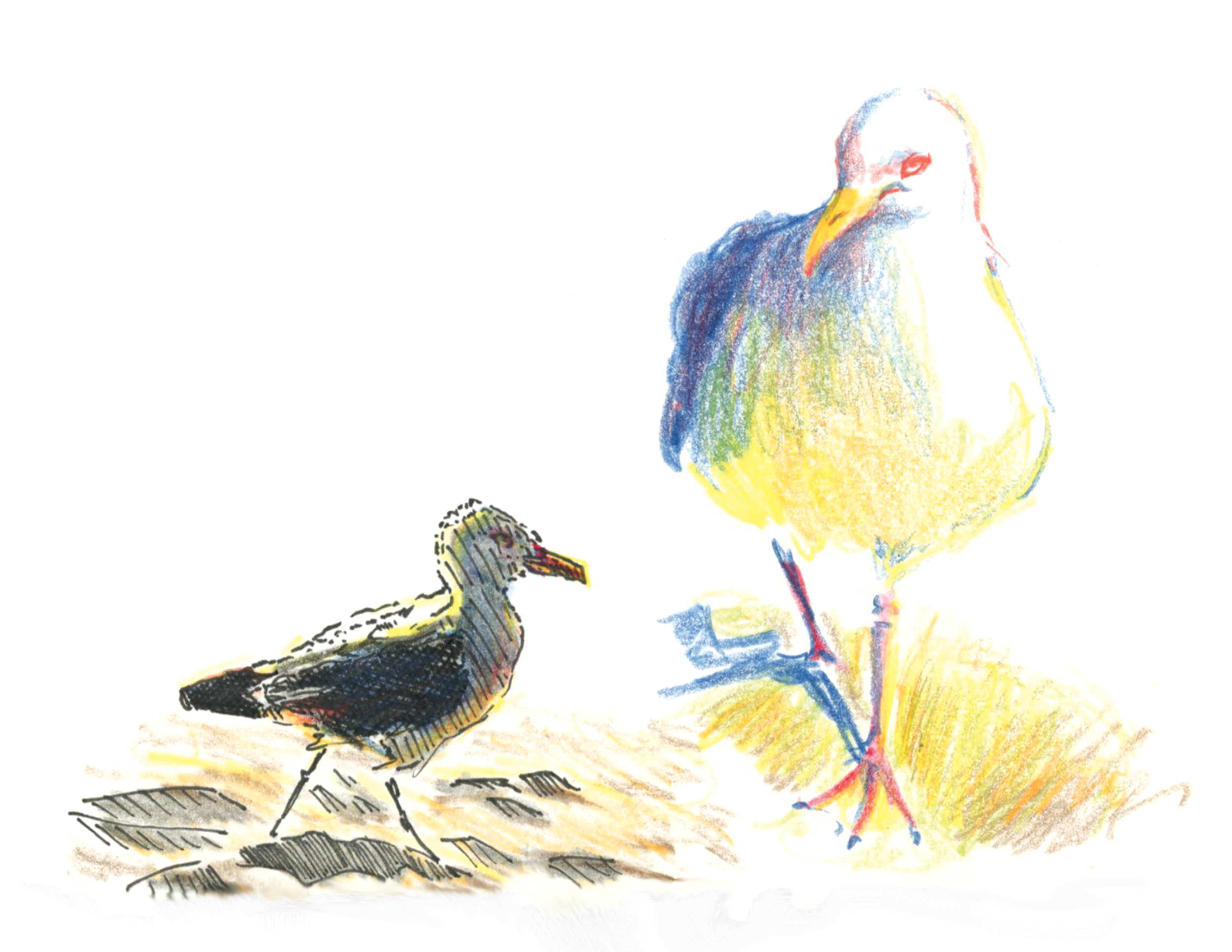 seagull finished.png