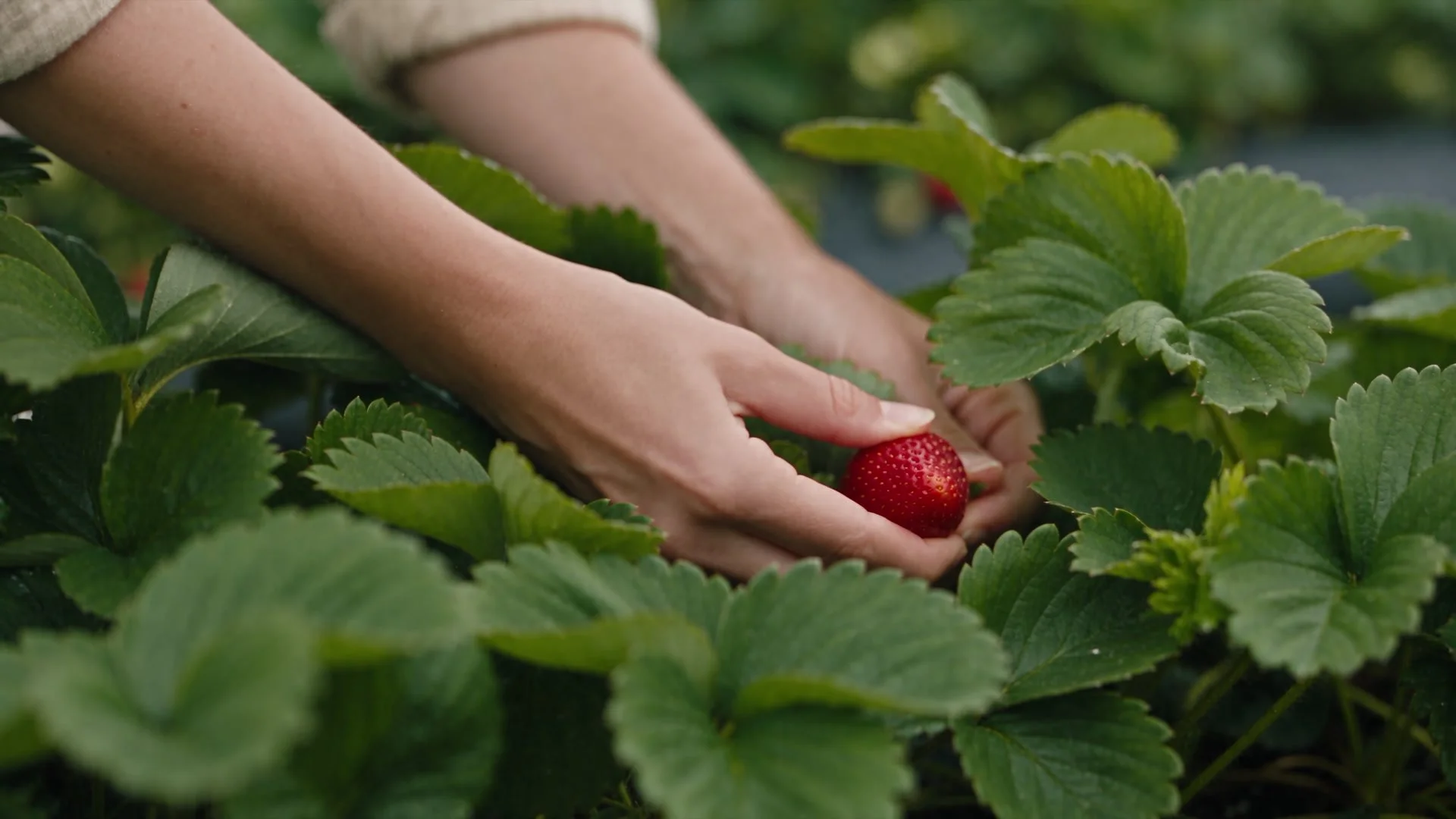 pickingstrawberry.jpg