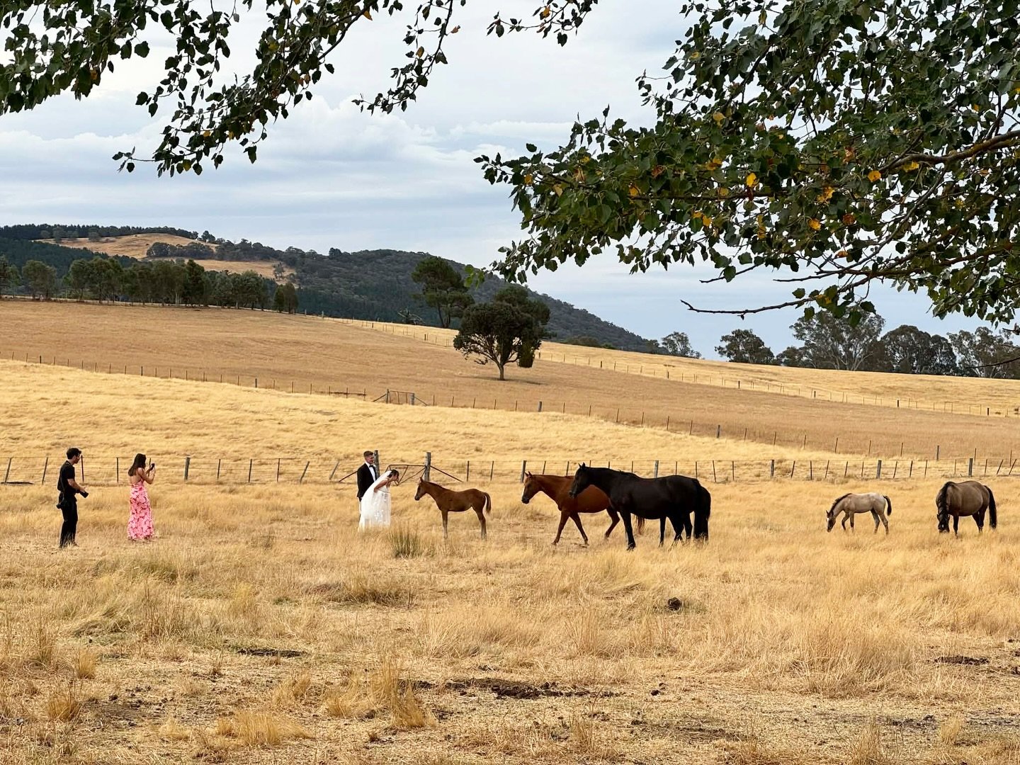 Getting the perfect wedding photos with an amazing backdrop &amp; the cutest extras 🐴💍

#VICWeddingVenues
#StirlingHomestead  #Weddings