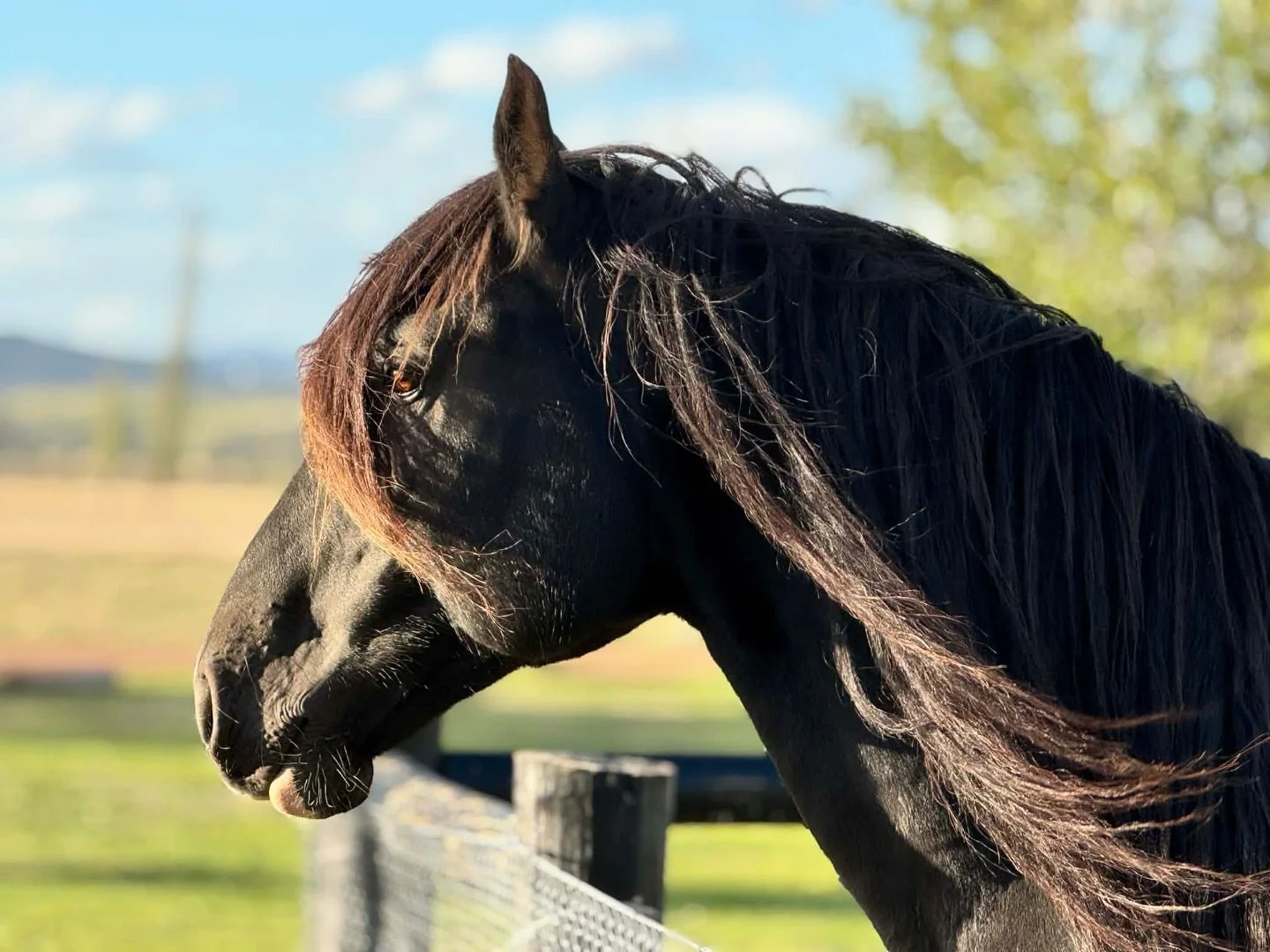 Our big guy Ben being majestic in the background 🖤

#GardenWedding#VICWeddingVenues
#StirlingHomestead  #Weddings  #WeddingIdeas