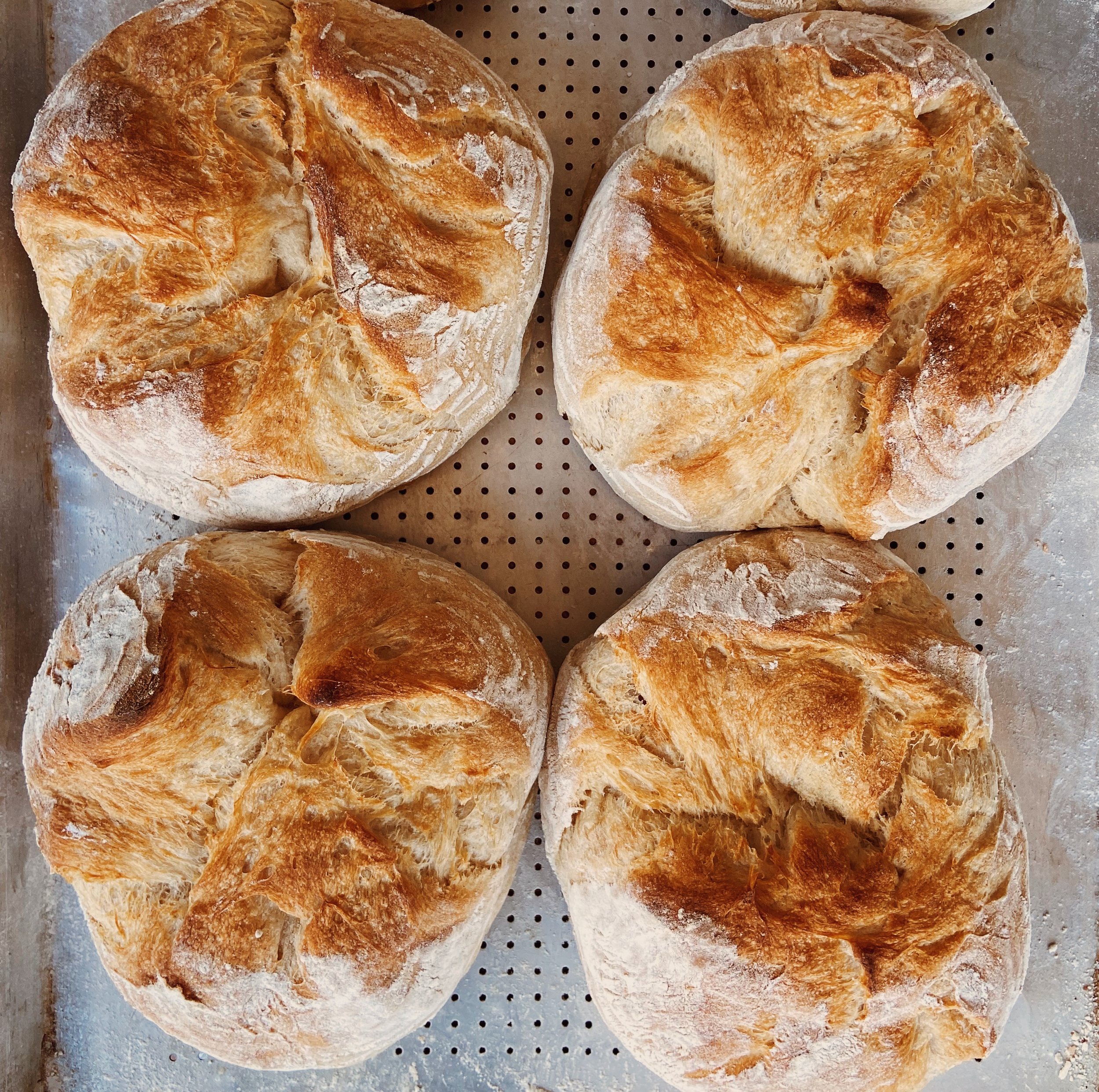 Four freshly baked round loaves of rustic bread with a golden-brown crust, cooling on a perforated metal baking sheet.