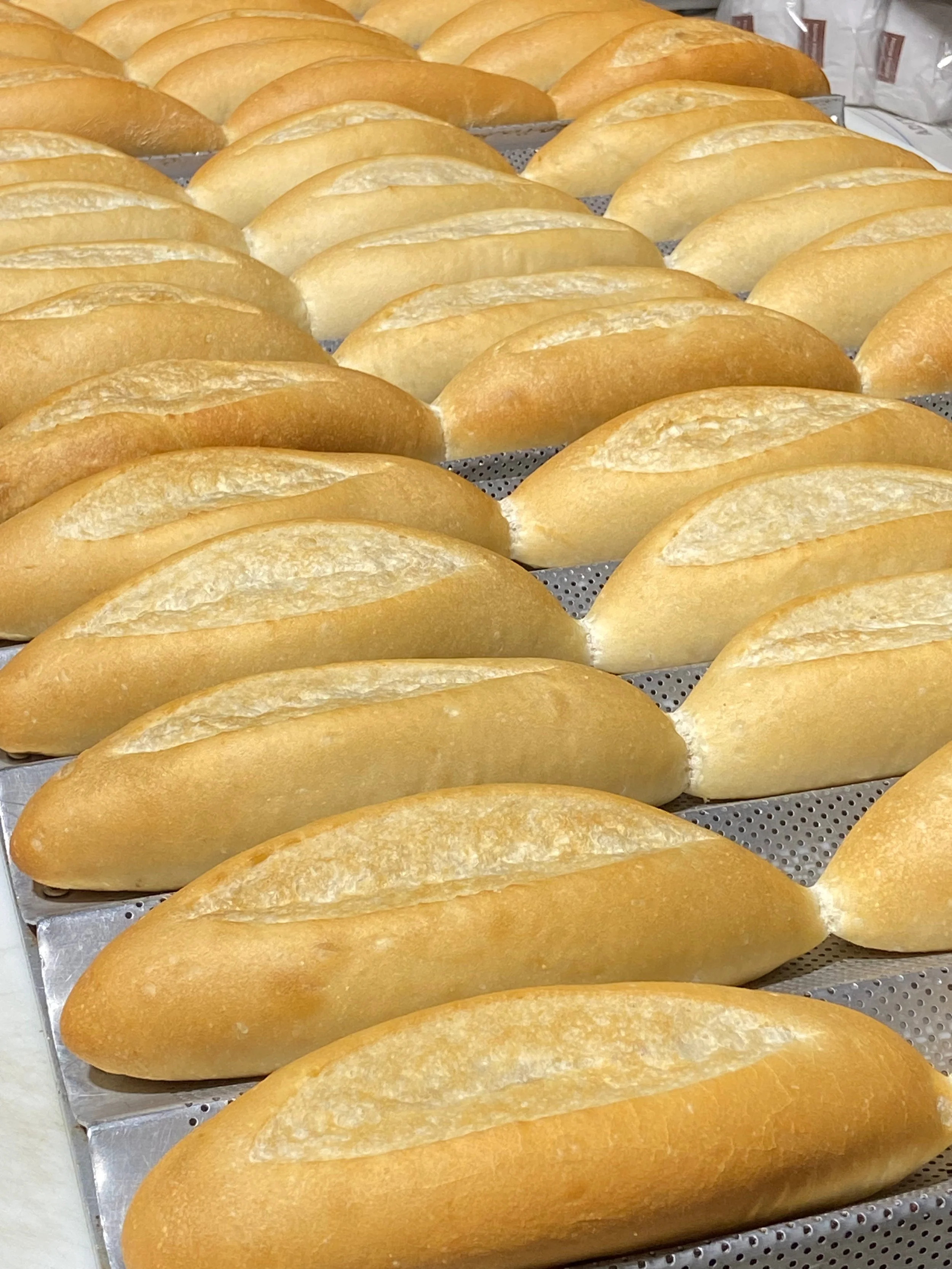 Multiple freshly baked Italian bread rolls arranged in rows on a perforated baking sheet.
