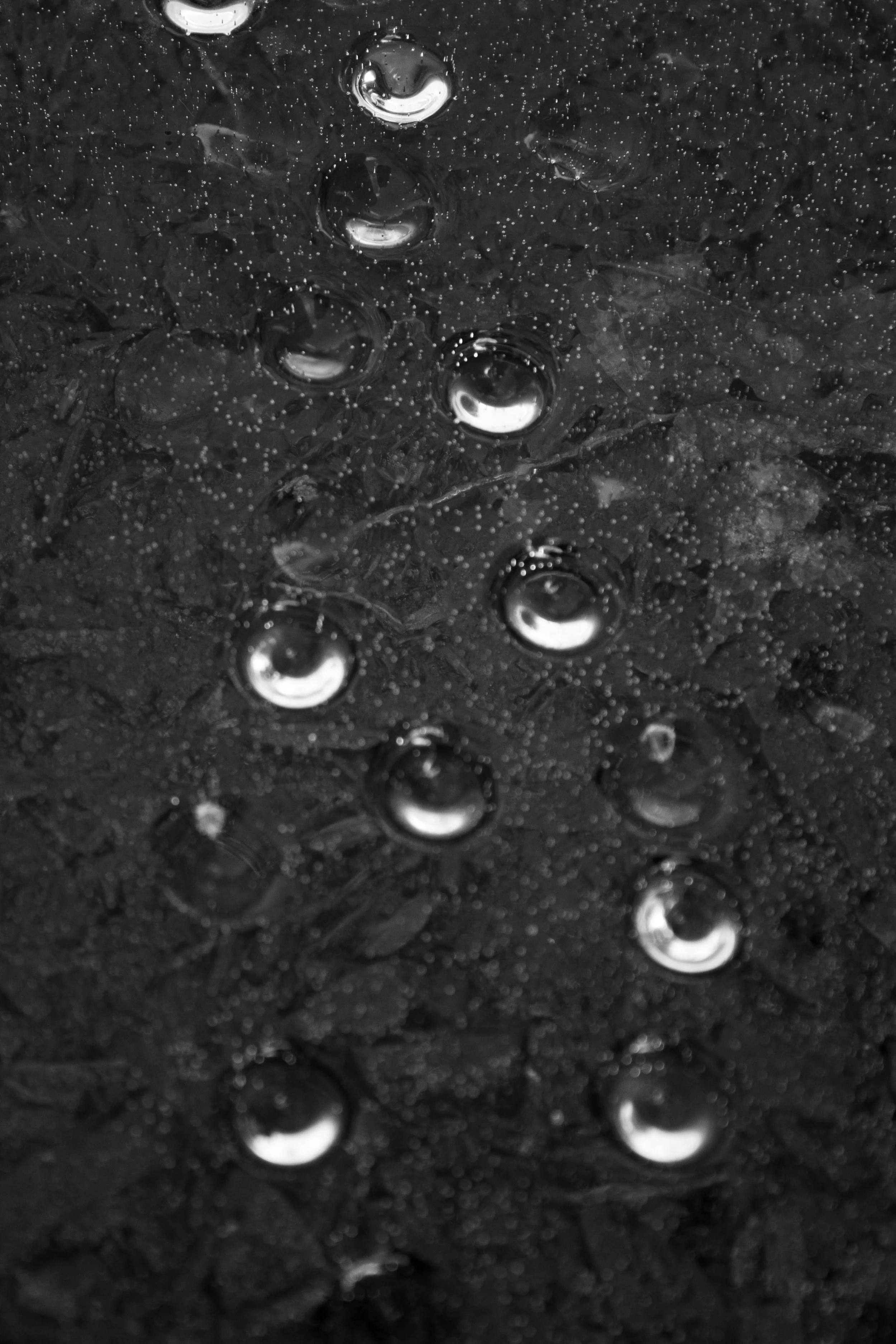 BANDW springBreak (20 of 27).jpg