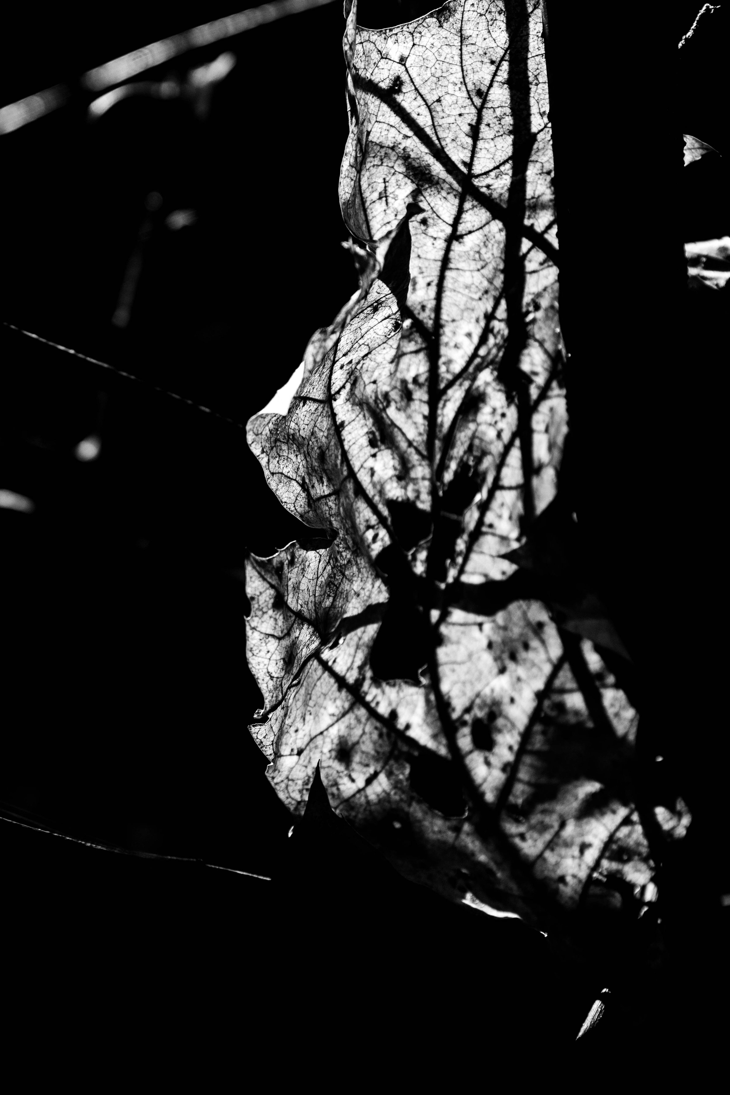 Winfield Walk (17 of 59) (1).jpg