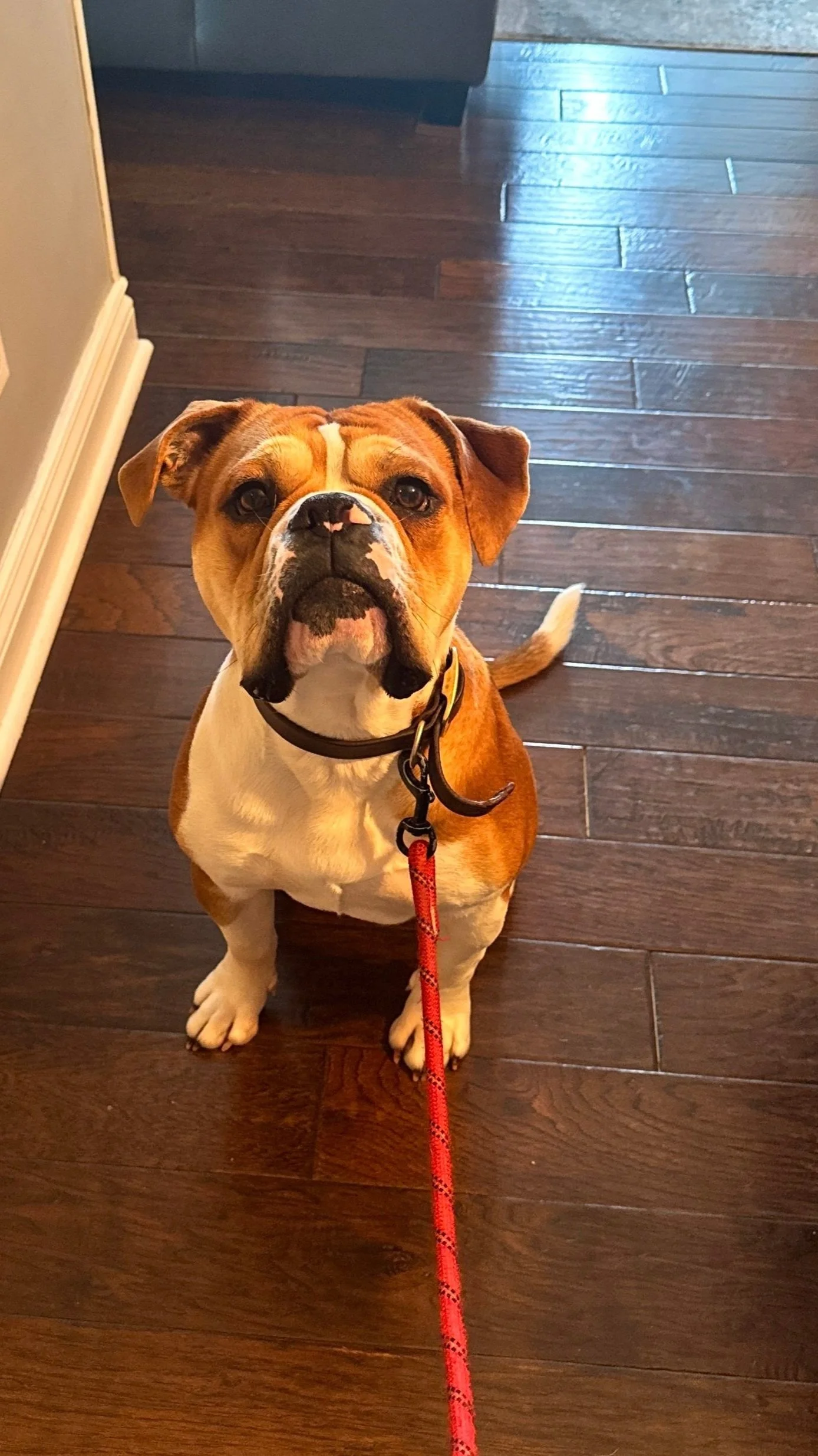A brown and white bulldog sitting on a wooden floor, looking up at the camera with a red leash attached to its collar.