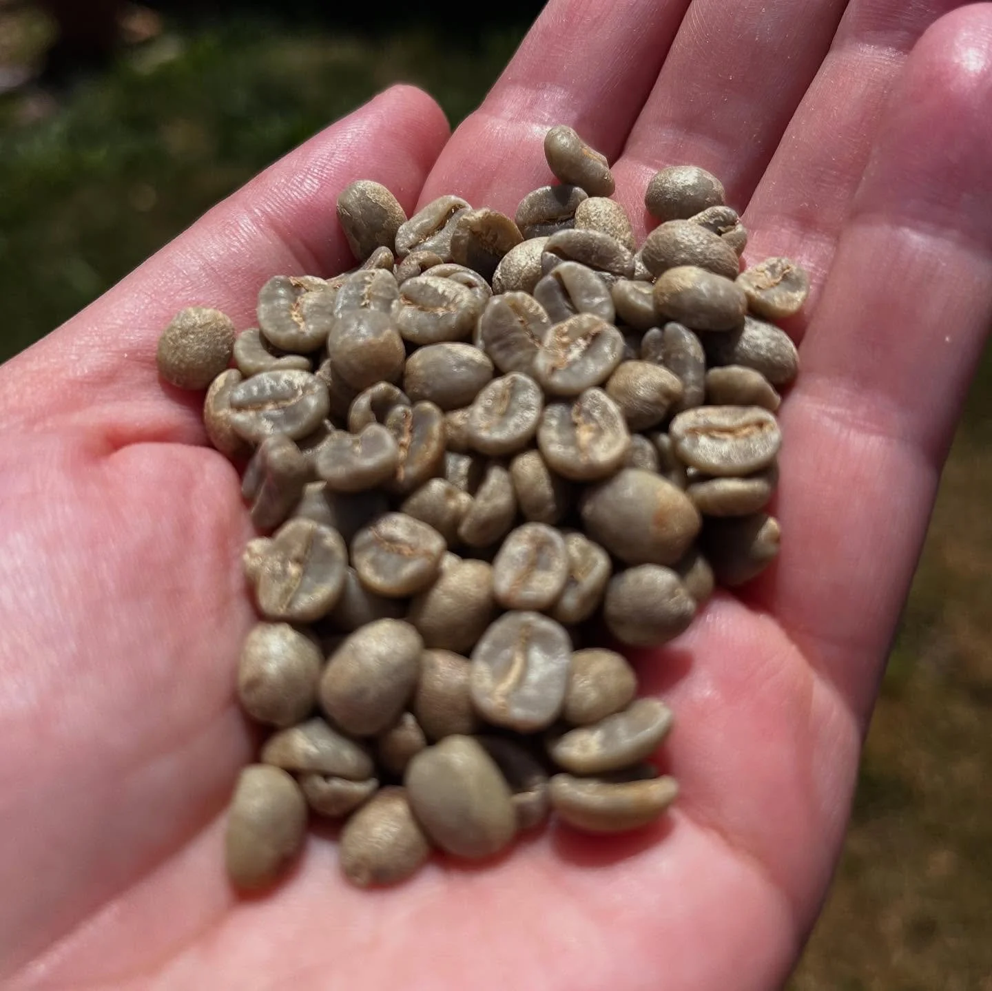 Here at Mike&rsquo;s, we are crazy about coffee beans! Did you know, this so called bean is actually a fruit seed? Coffee plants produce a sweet, red fruit we call cherries. Inside the fruit is a tiny pit, which is processed, exported, roasted, brewe