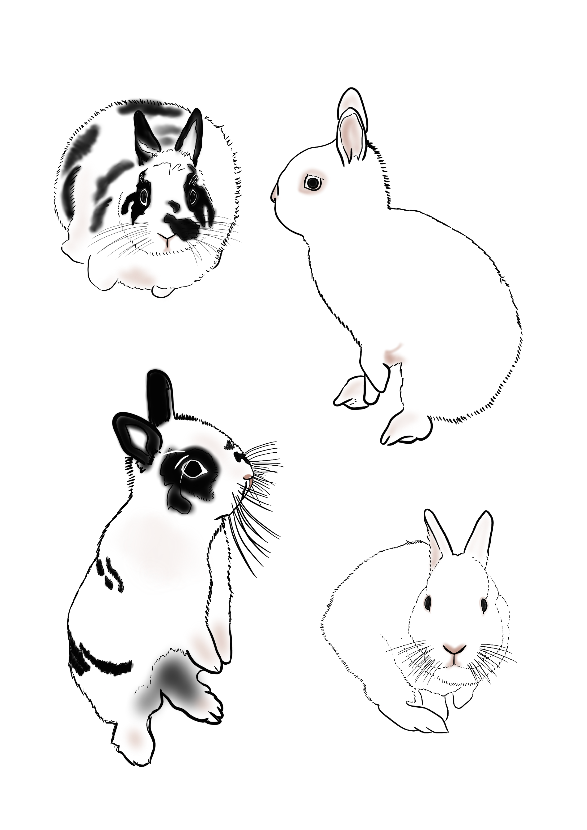 Bunnies.png