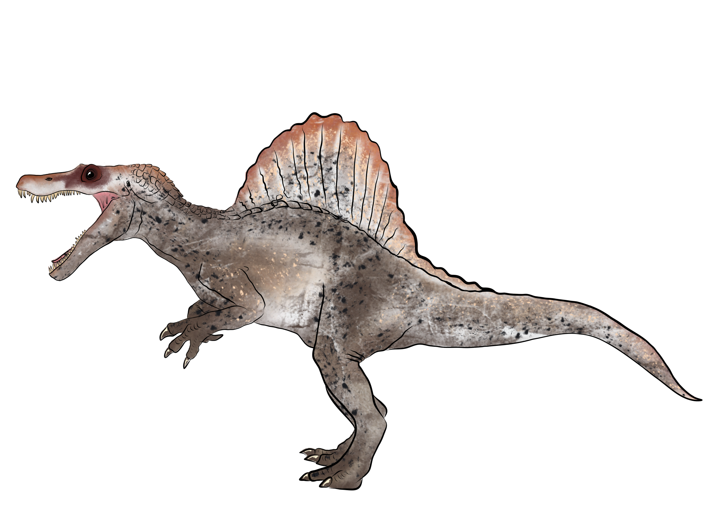 spino.png