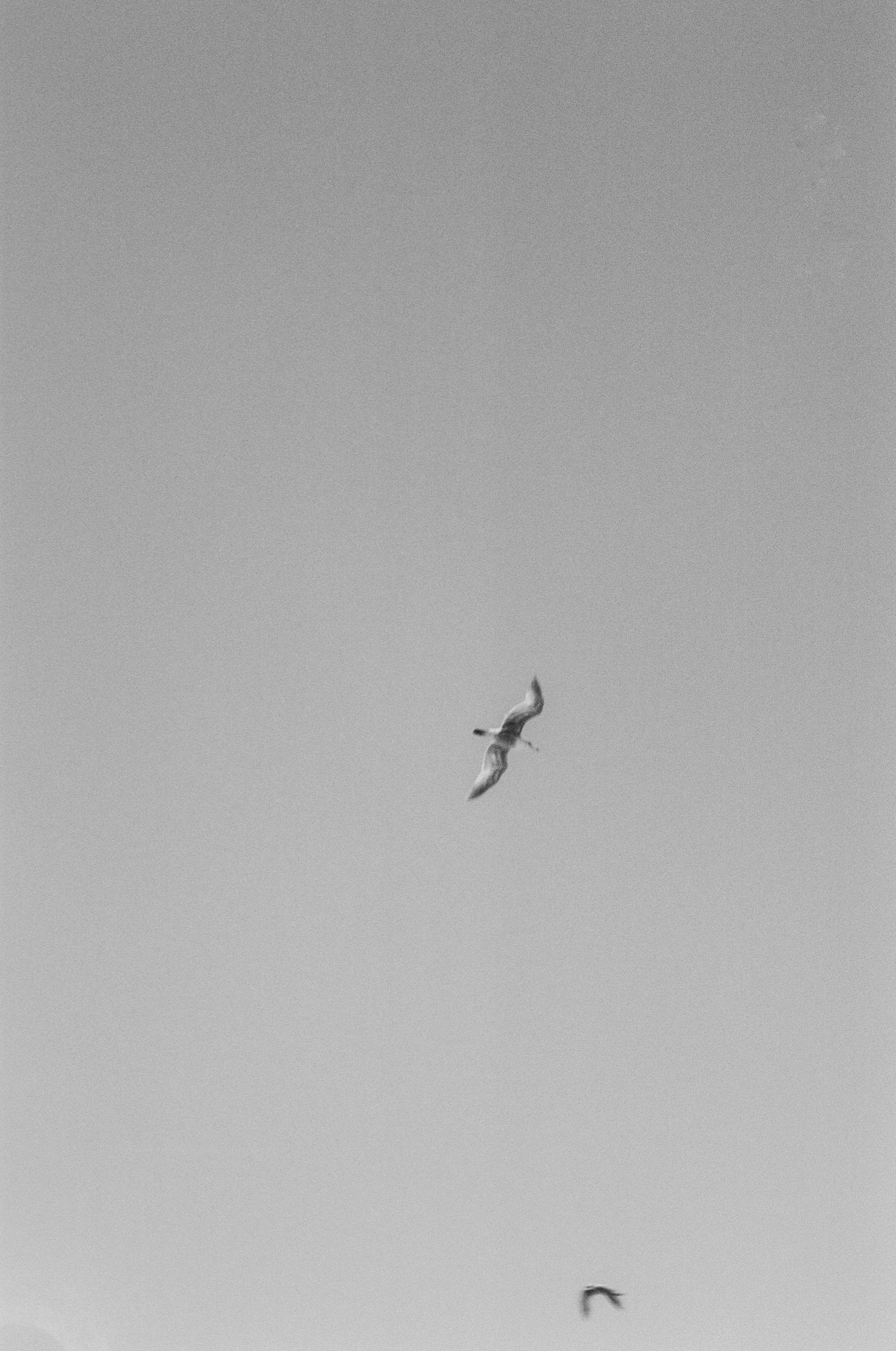 A bird flying in the sky with a plain background.