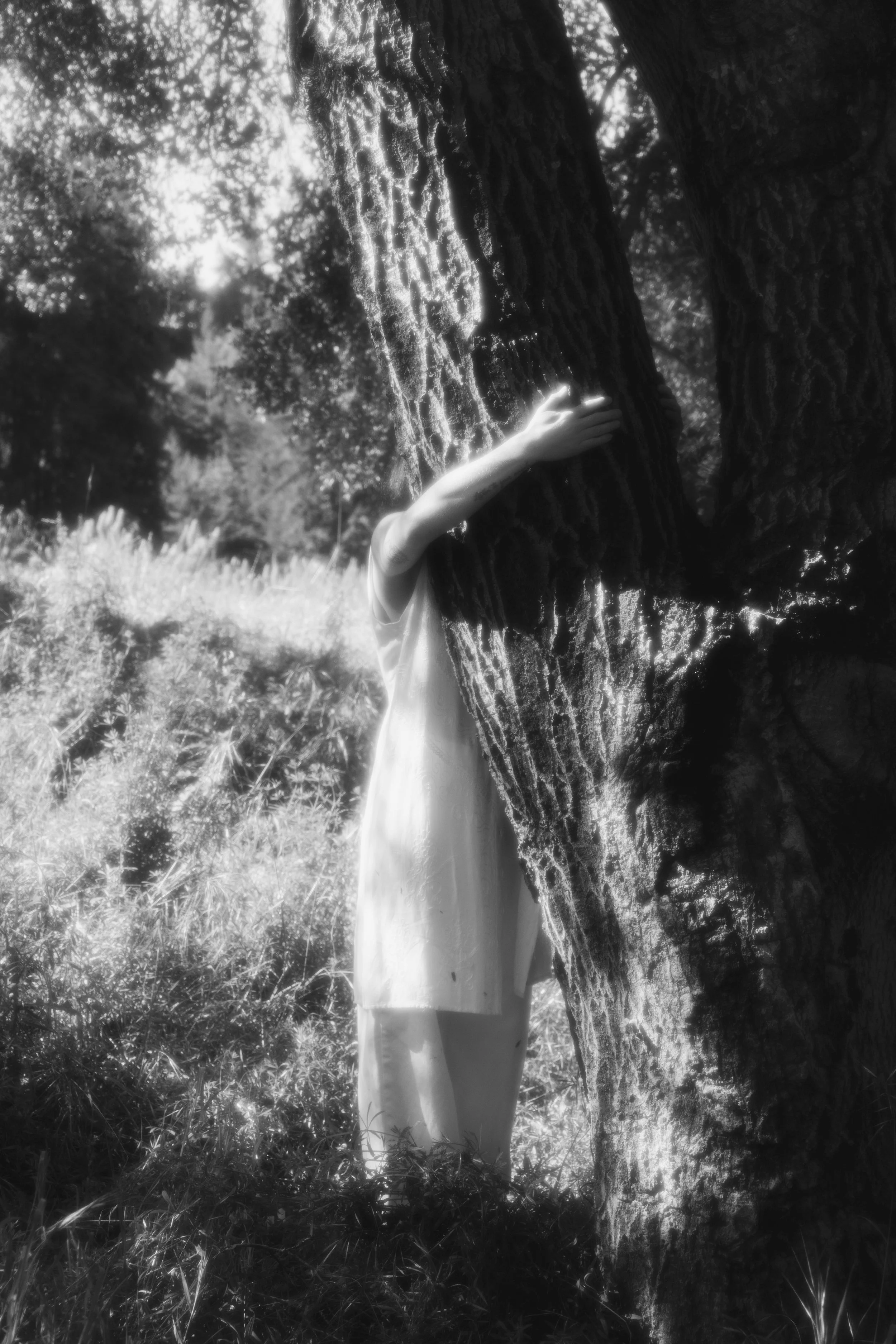 Tree, grief holding on, growth, black and white