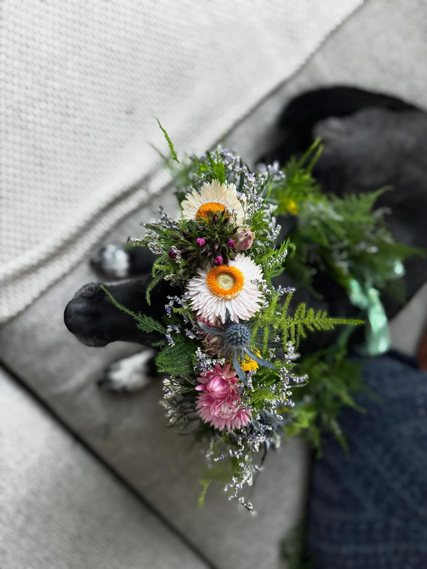 🌸👑
Because if our 14-year-old dog can werk it, so can you.

Meet our senior stylist and accidental supermodel.. living proof that age is just a number when you&rsquo;re this fabulous. We&rsquo;re now offering custom flower crowns for events, photos