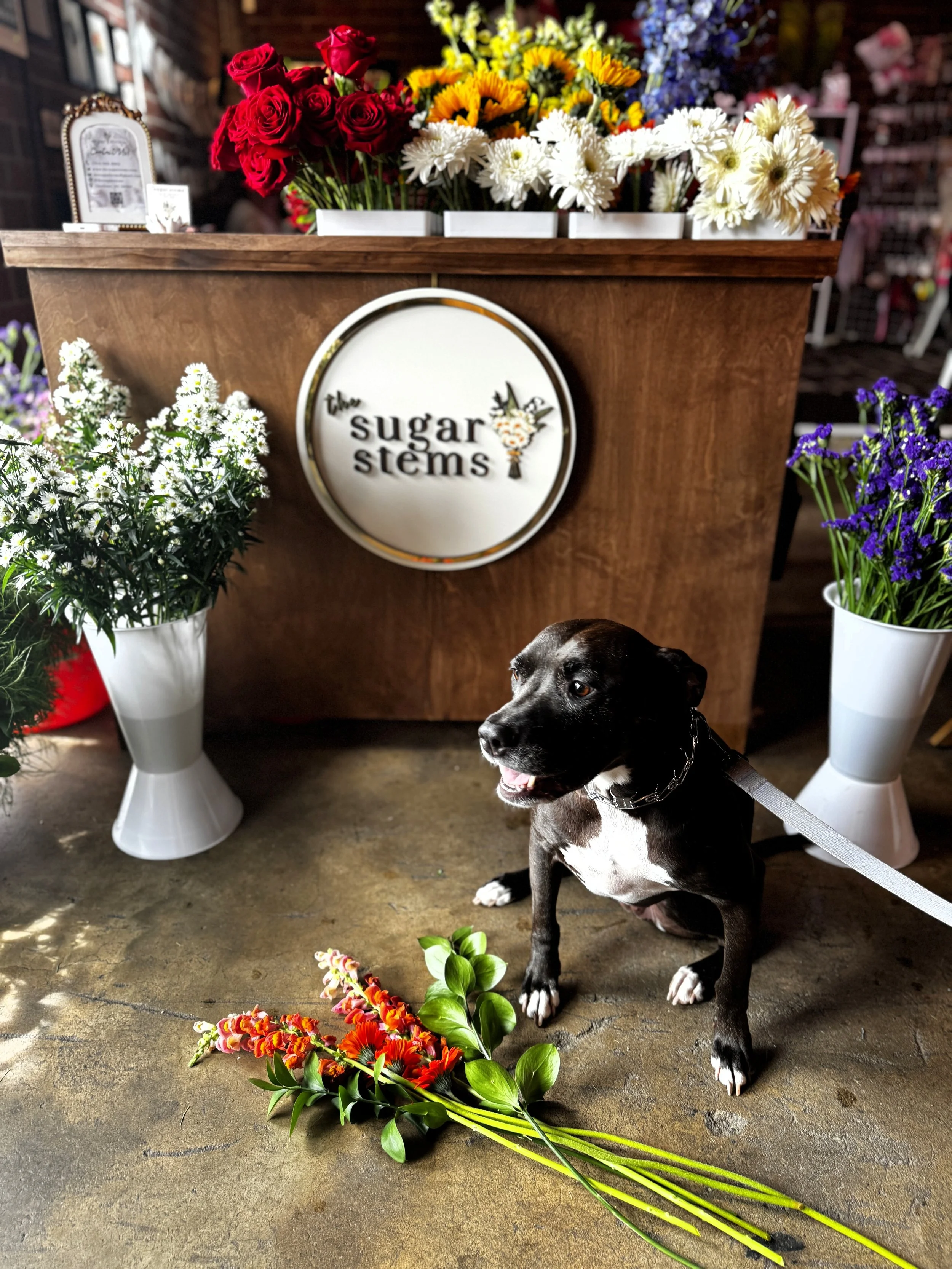 Grand-dog and self made mascot, MaeMae