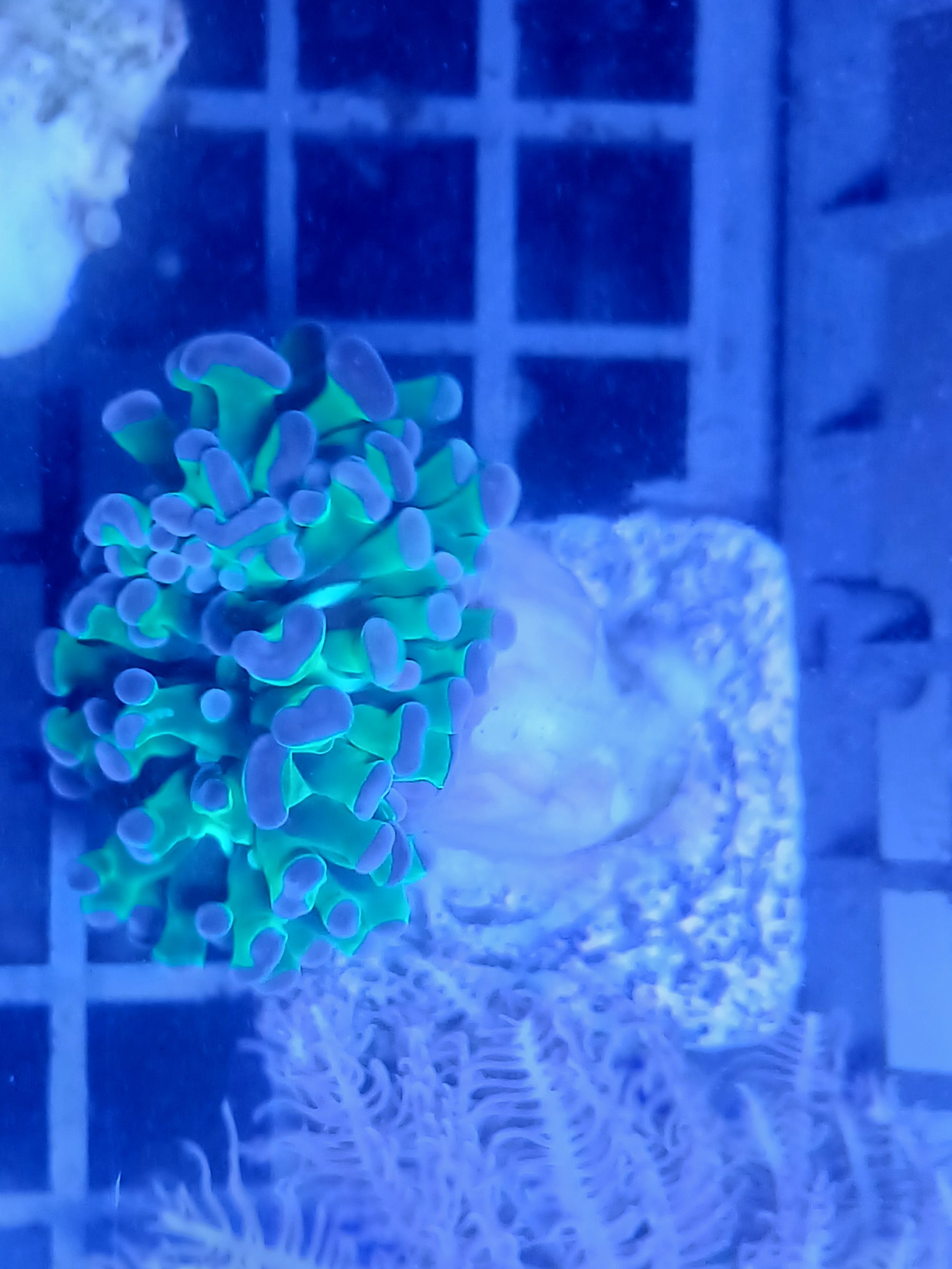 WYSIWYG Frogspawn coral frag (1 head)