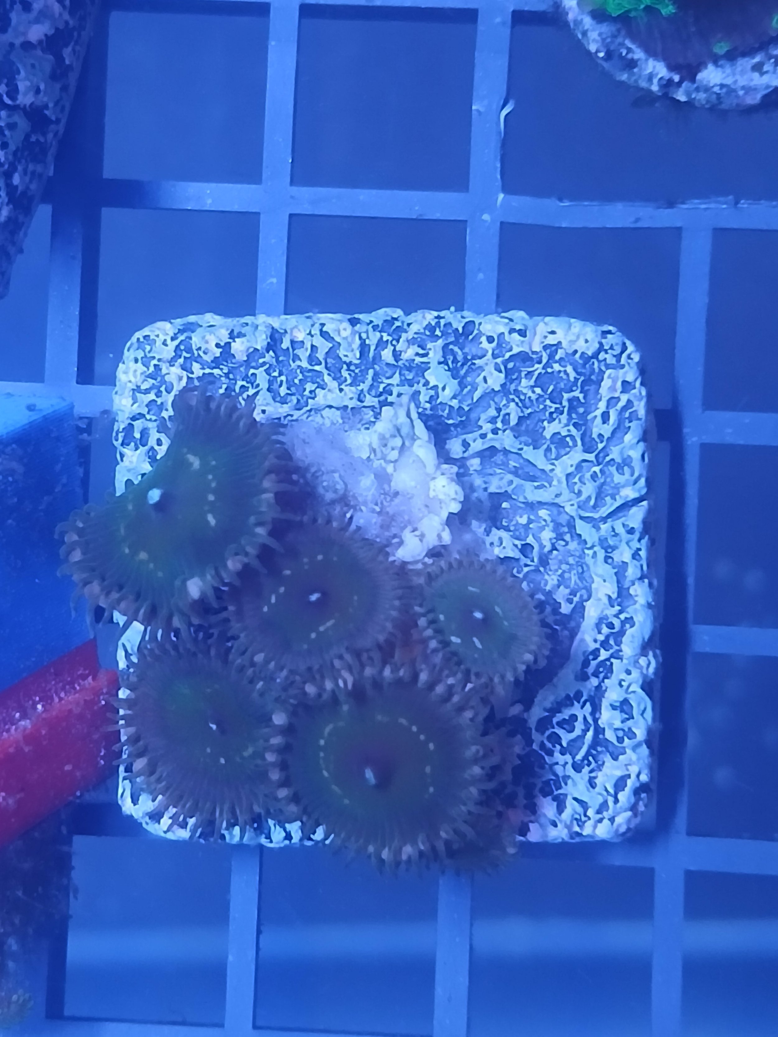 WYSISWG Zoanthid frag colony