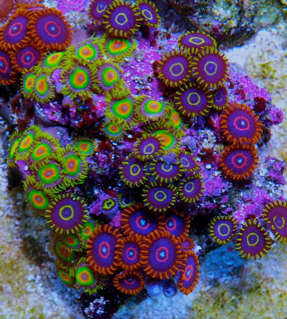 multi color zoa frag