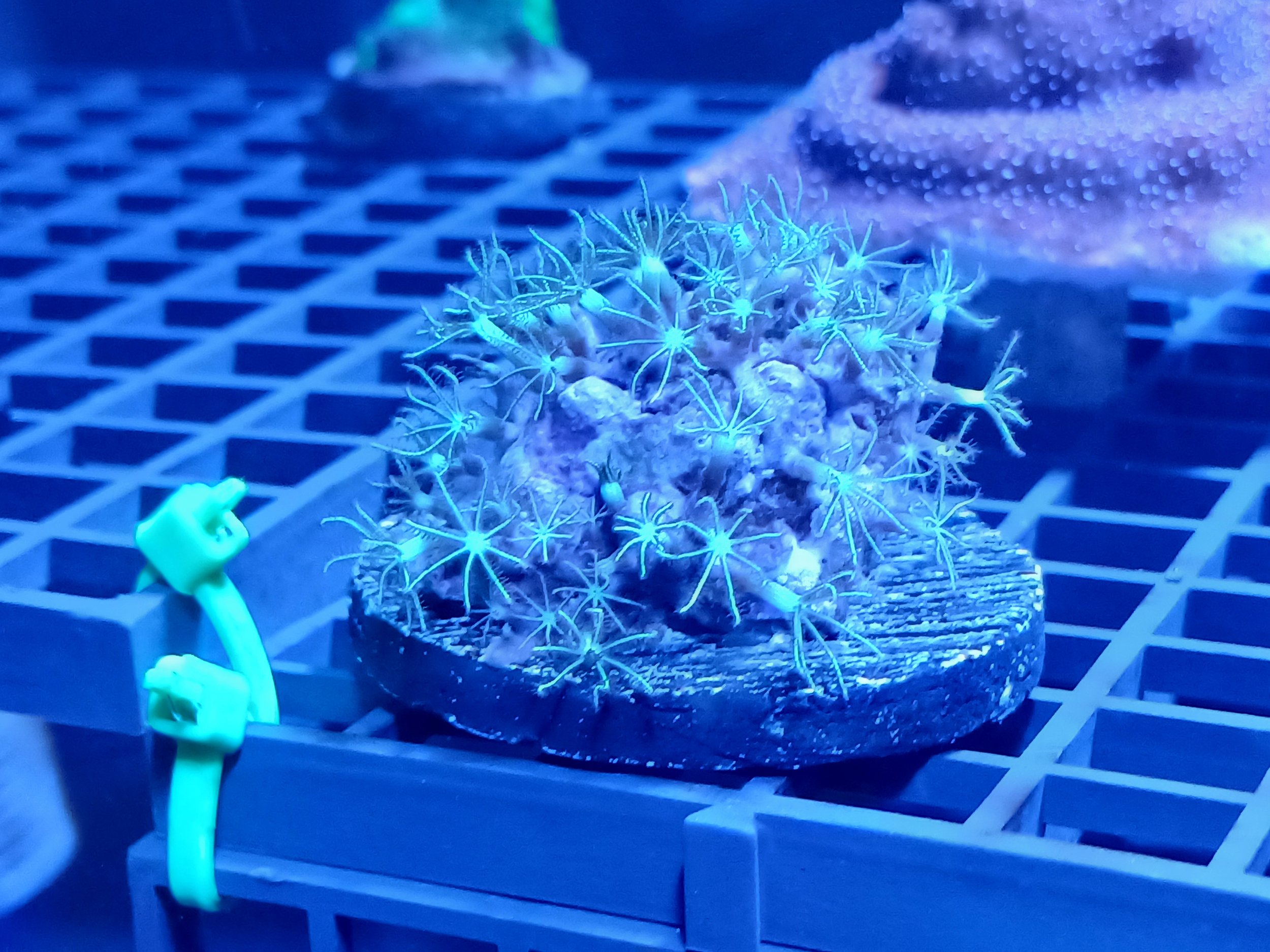 WYSIWYG branching burst polyps