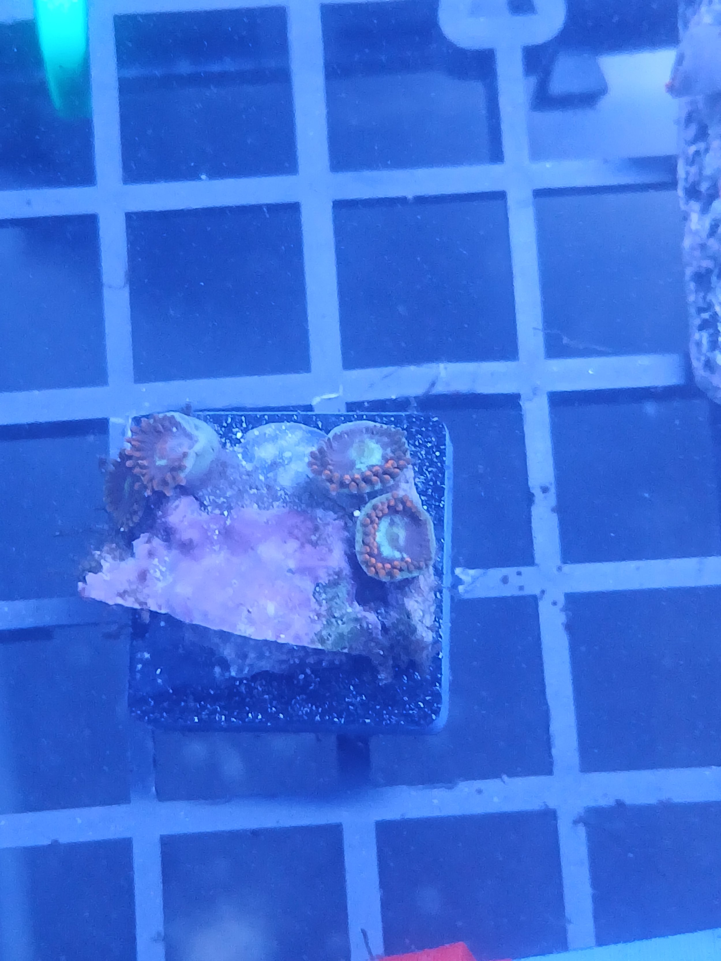 WYSIWYG Sunset zoanthid polyp frag