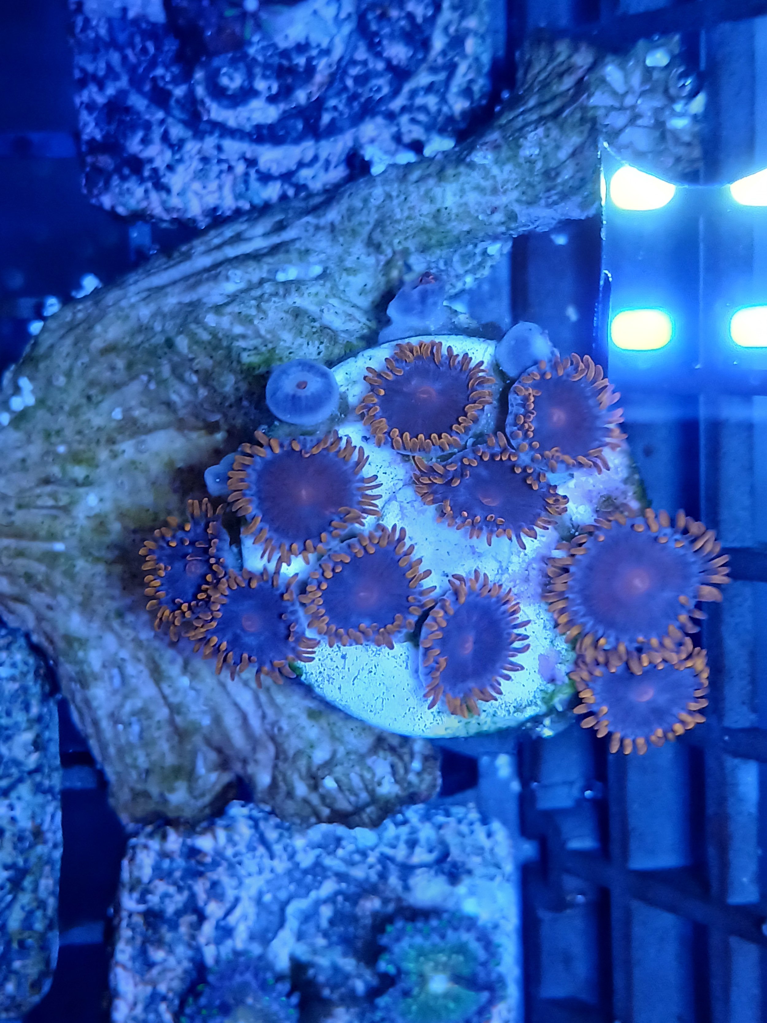 Designer Orange tip Zoas