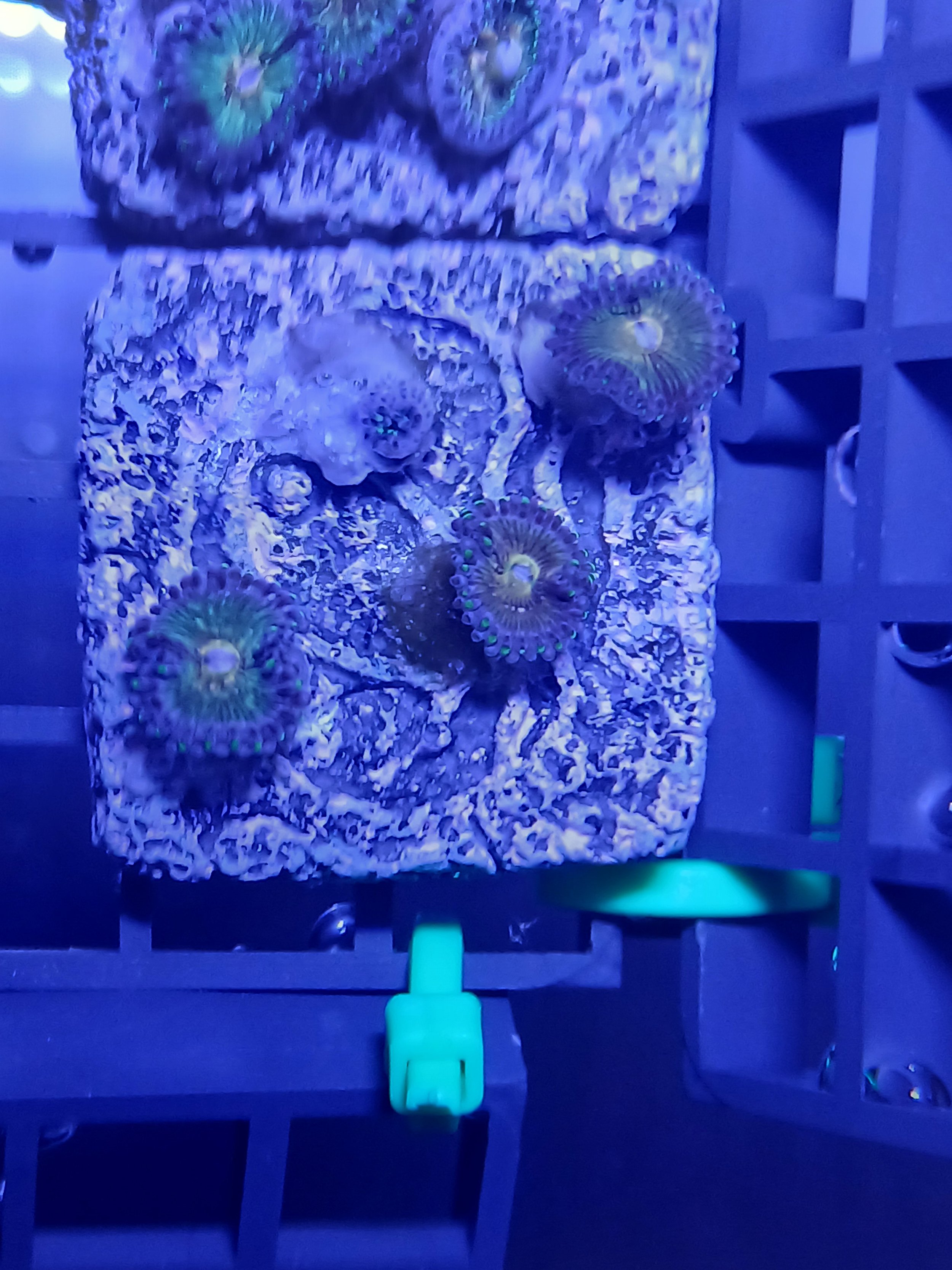 nirvana zoanthids
