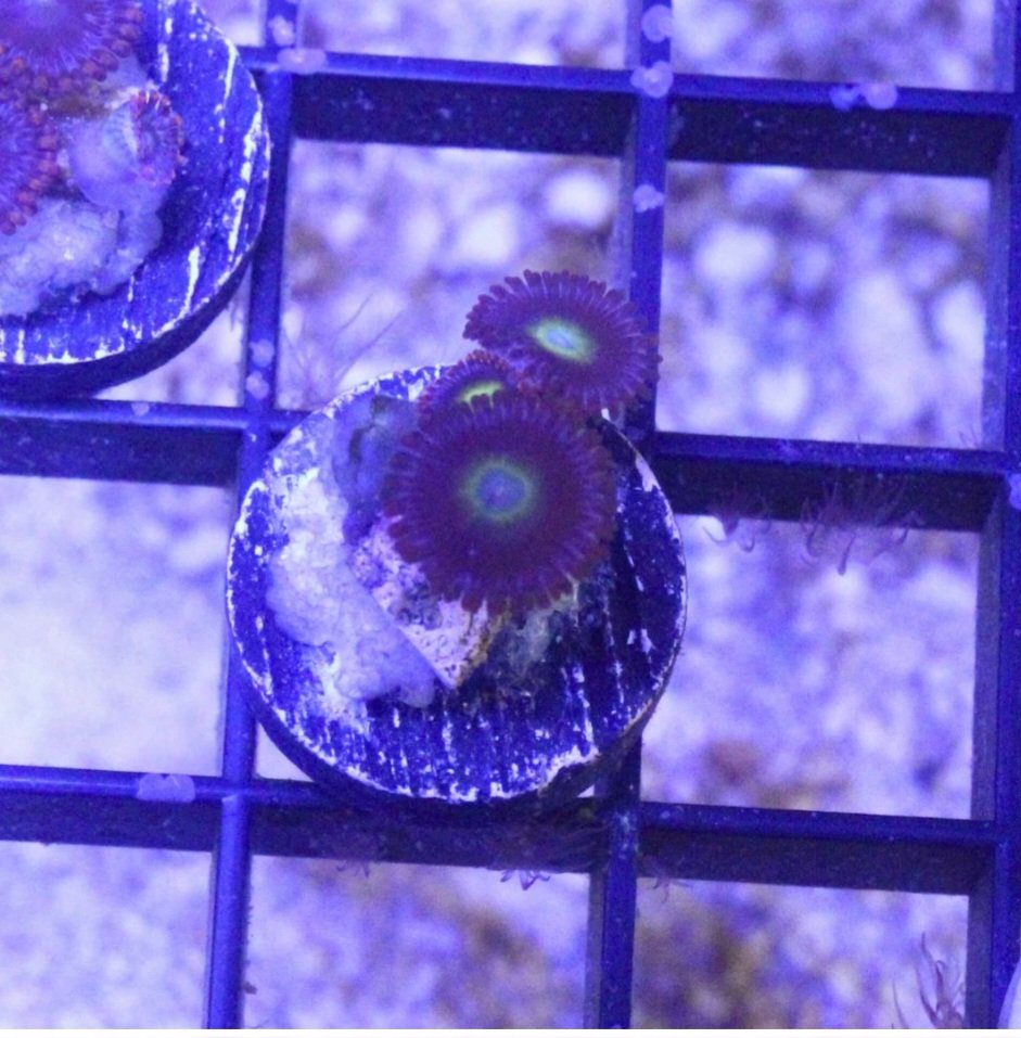 grimace purple zoanthids
