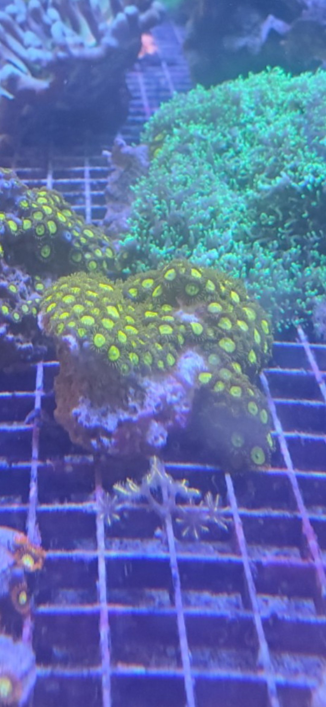 Small zoanthid rock colony