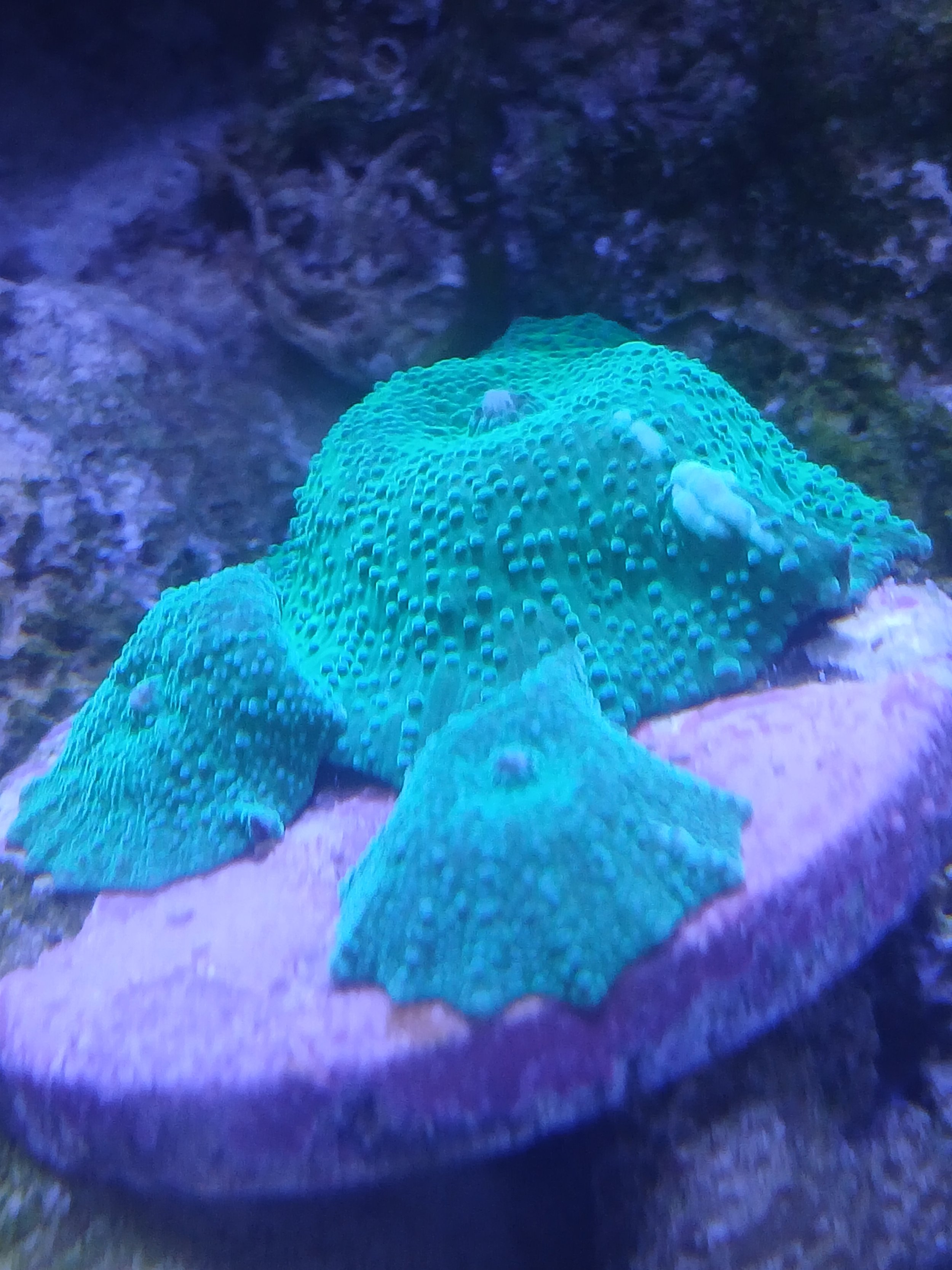 disco mushrooms