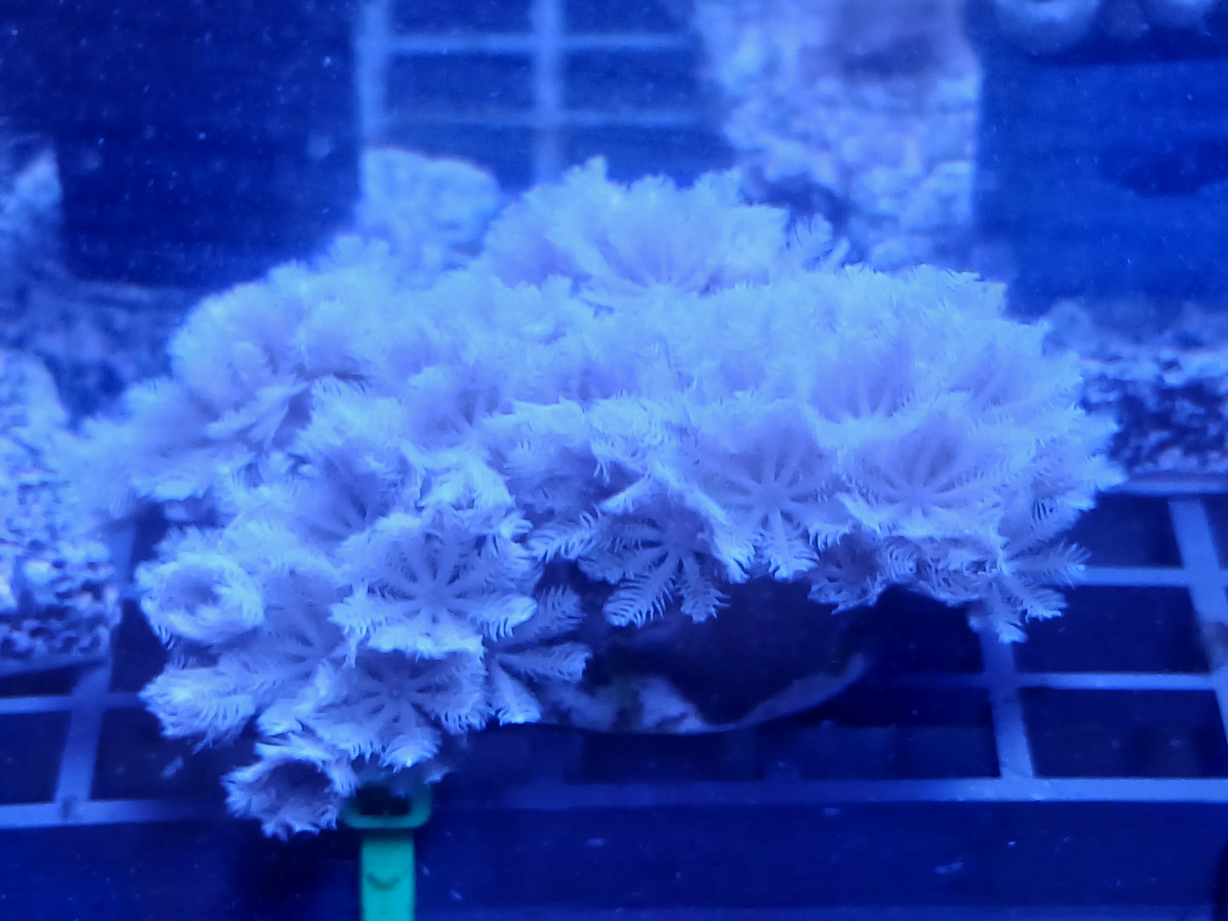 WYSIWYG Pulsing xenia frag (large)