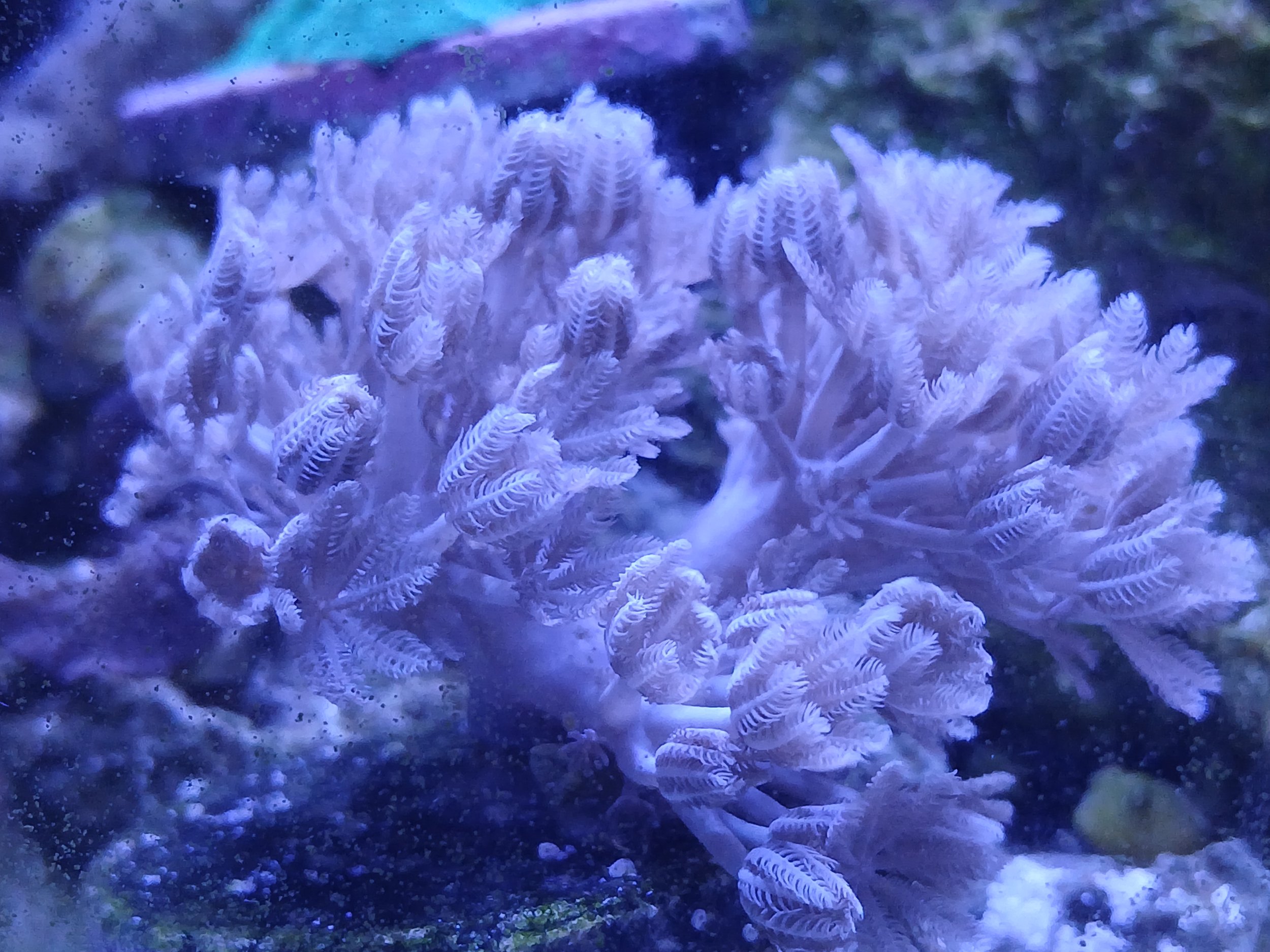 pulsing Xenia