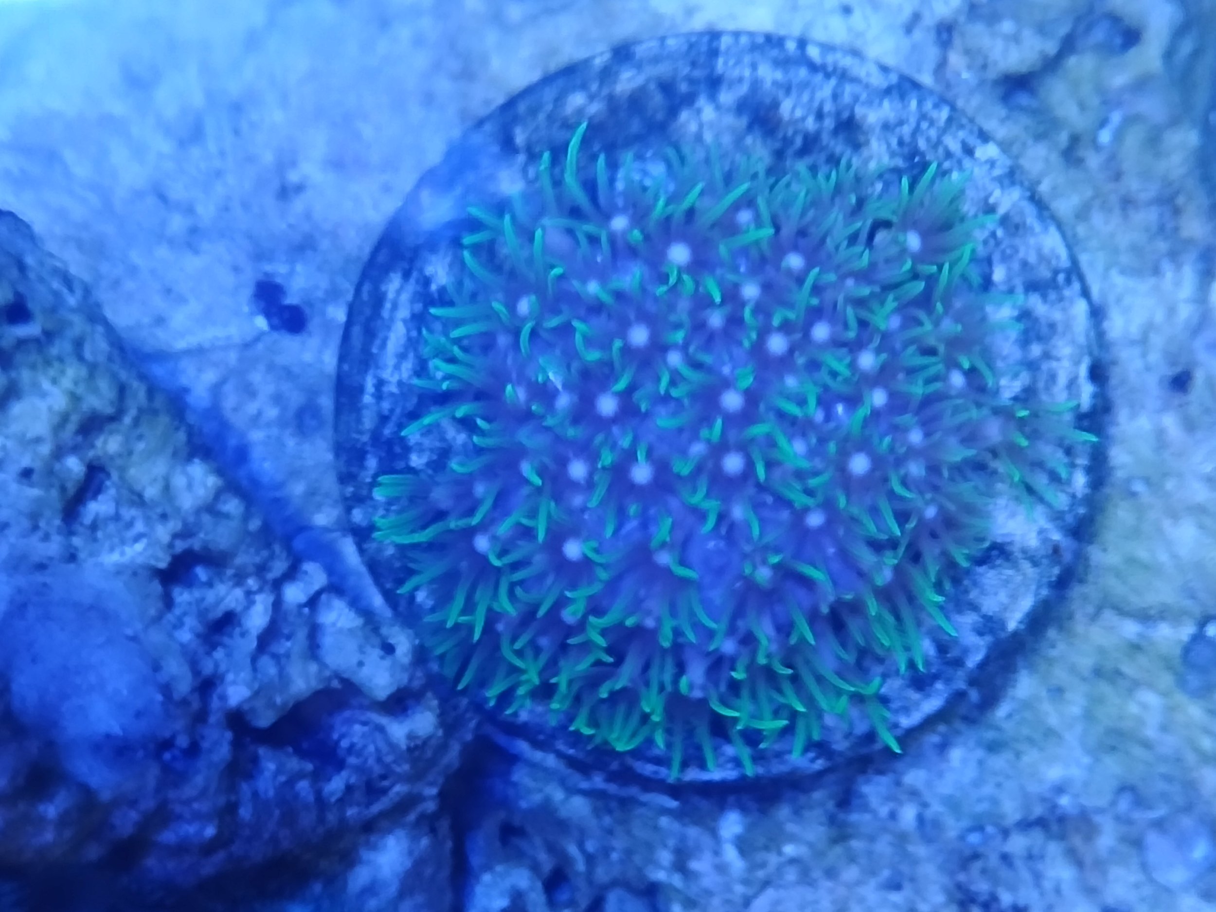 WYSIWYG Green star polyp frag