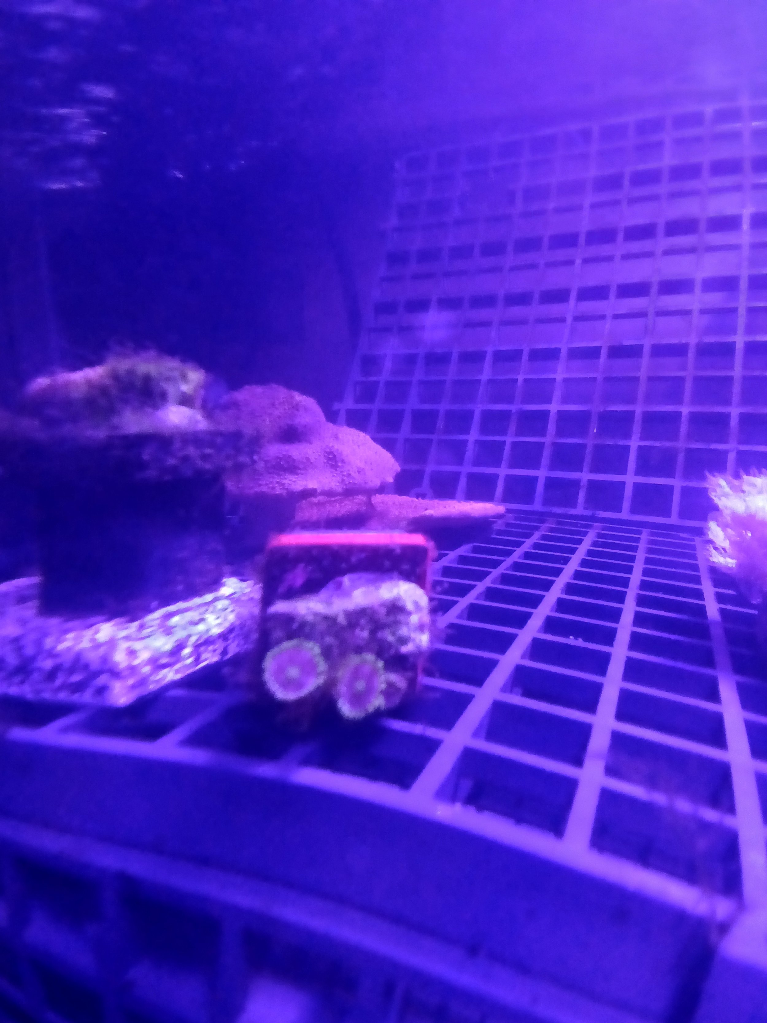 WYSIWYG zoa frag