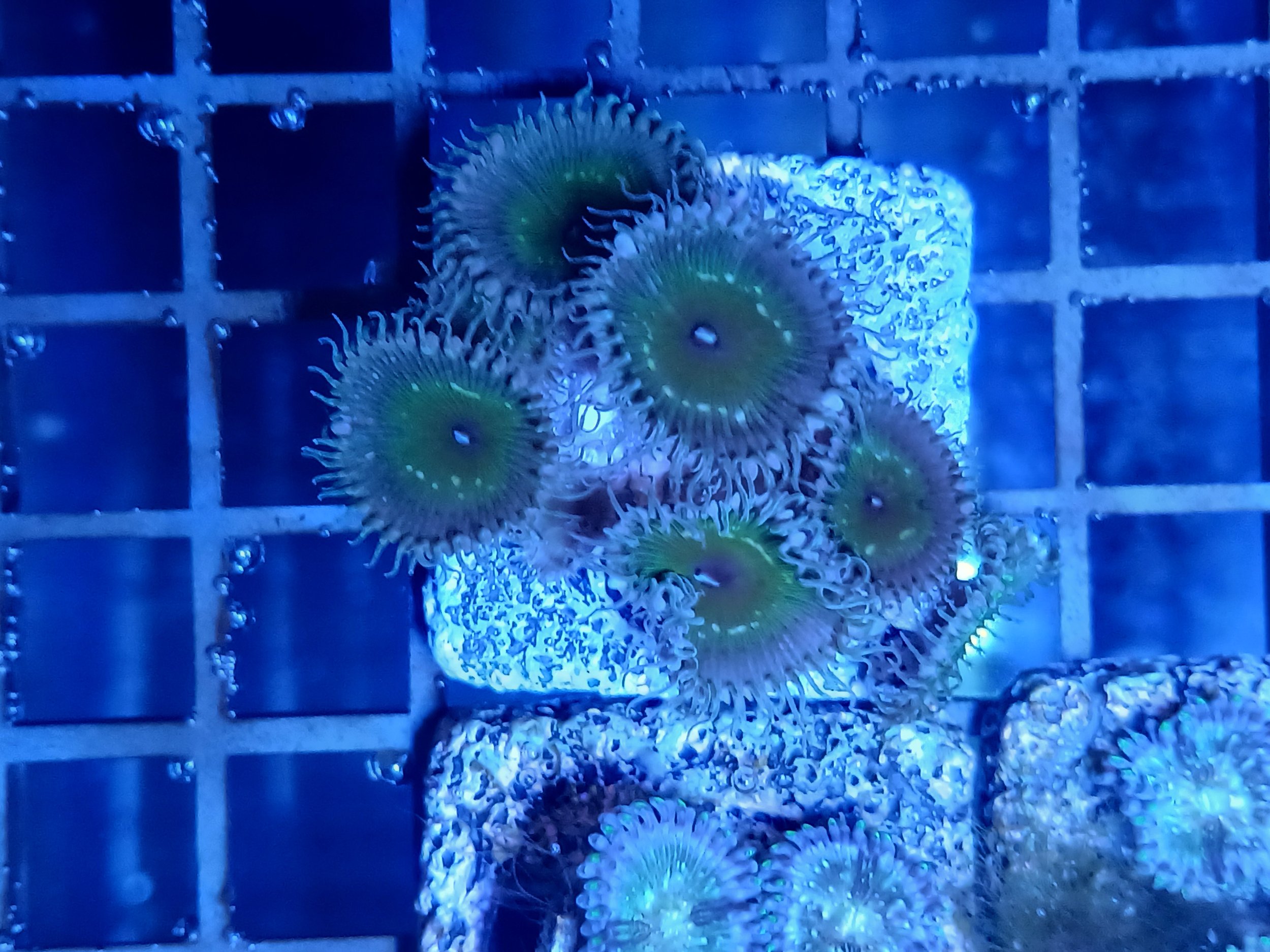 Jungle green zoas