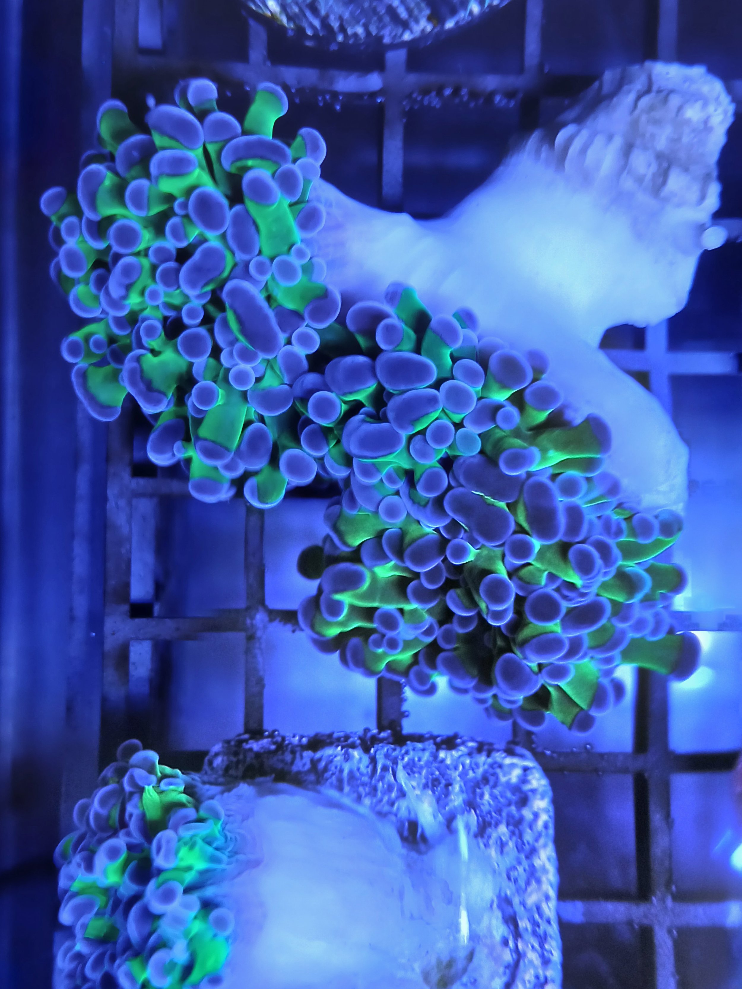 Holy grail branching frogspawn