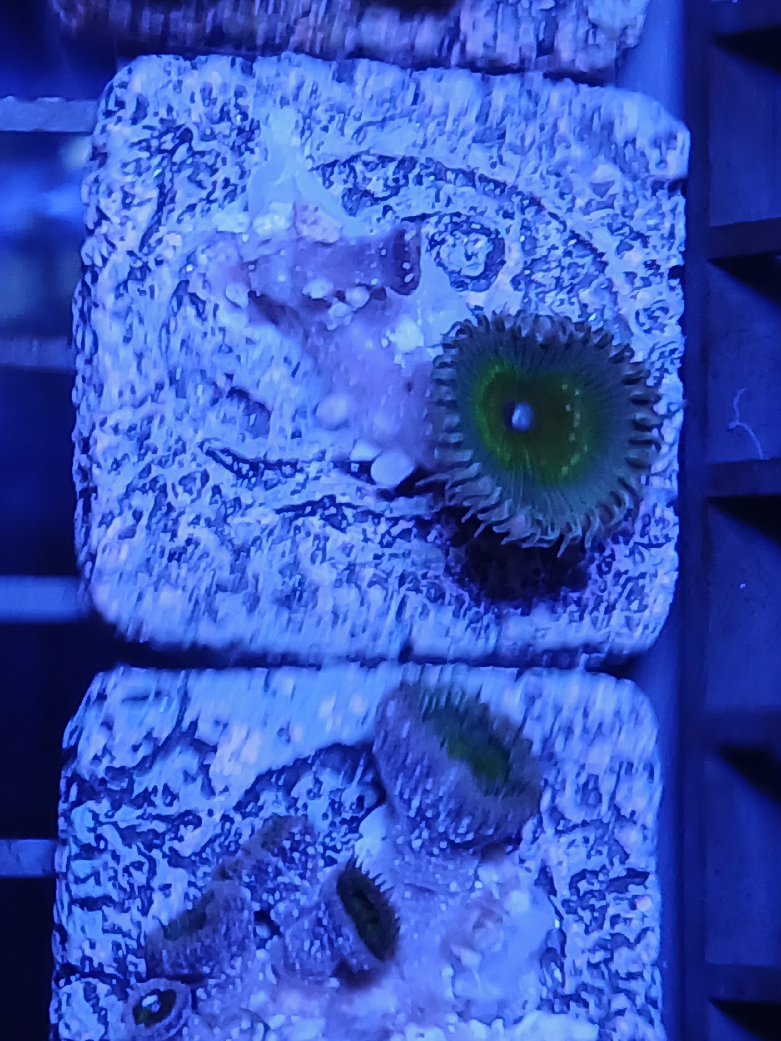 WYSIWYG Rambo zoanthids