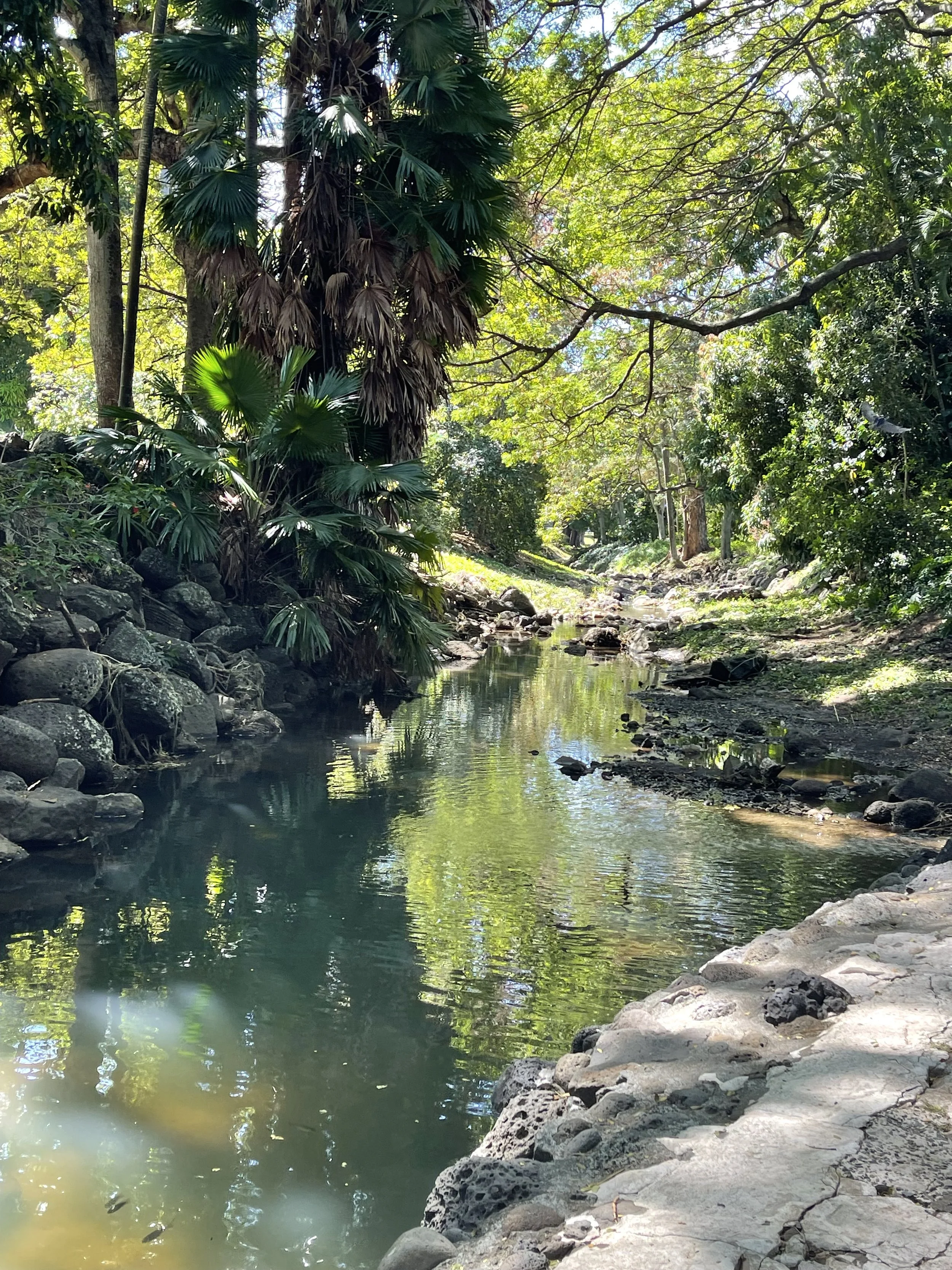 A tranquil forest scene with a small stream flowing through rocks, surrounded by lush green trees and sunlight filtering through the leaves.