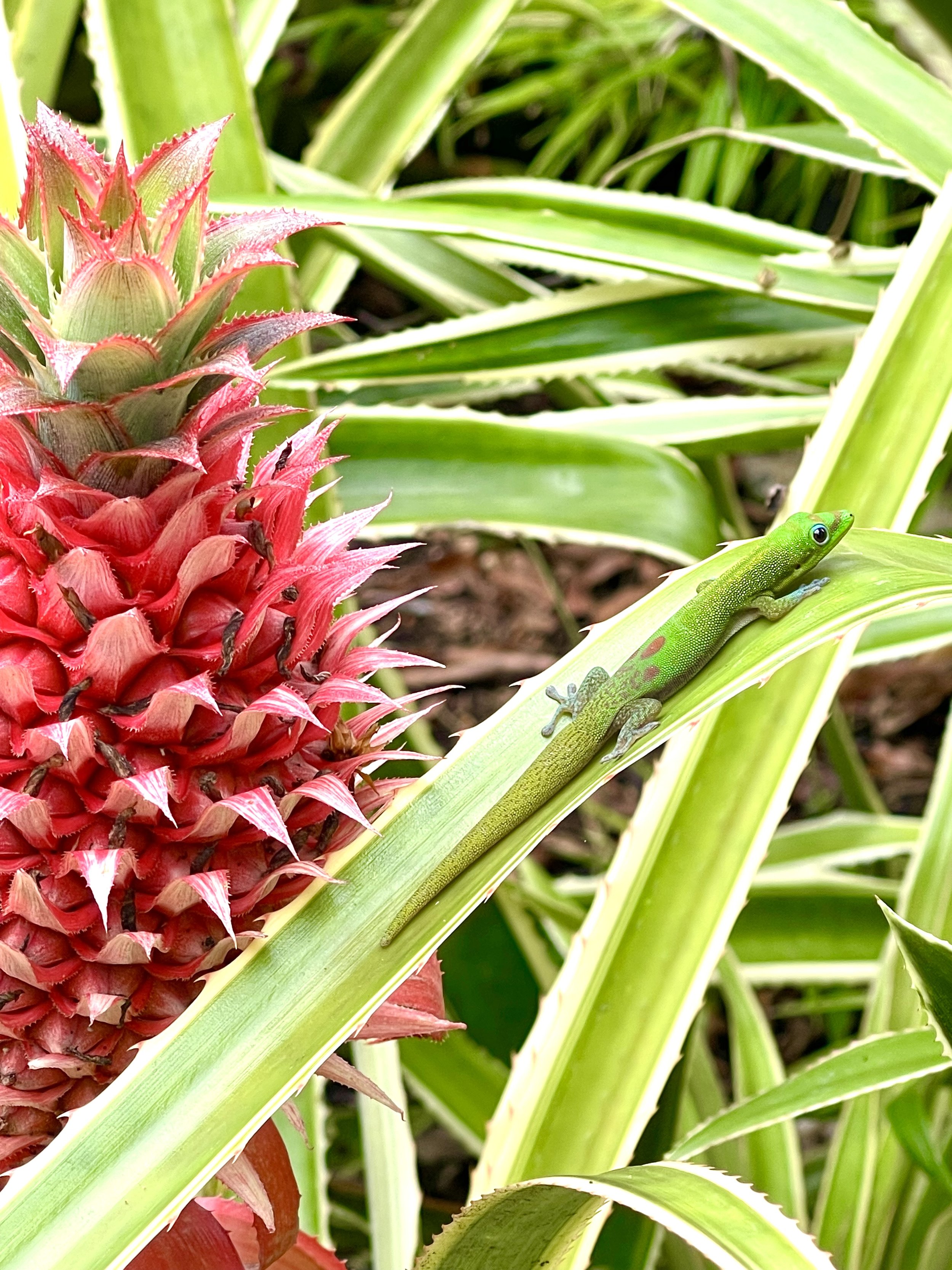A close-up of a pineapple plant with a ripe pineapple and a small green gecko climbing on a long, green leaf.