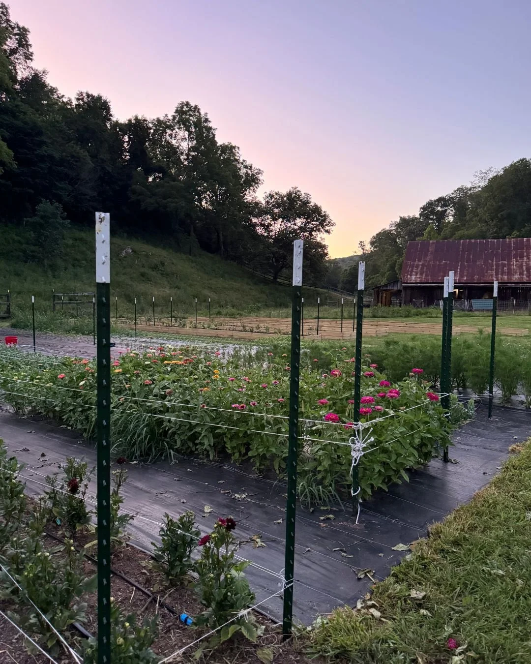 Starting a Flower Farm In West Virginia From Scratch