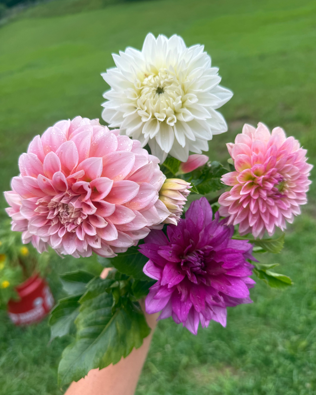 How to Grow Dahlias from Tubers, Seeds, and Cuttings (Without Losing Your Mind)