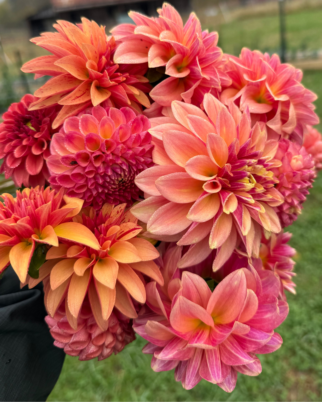 Dig, Divide & Store: An End-of-Season Dahlia Workshop | October 25