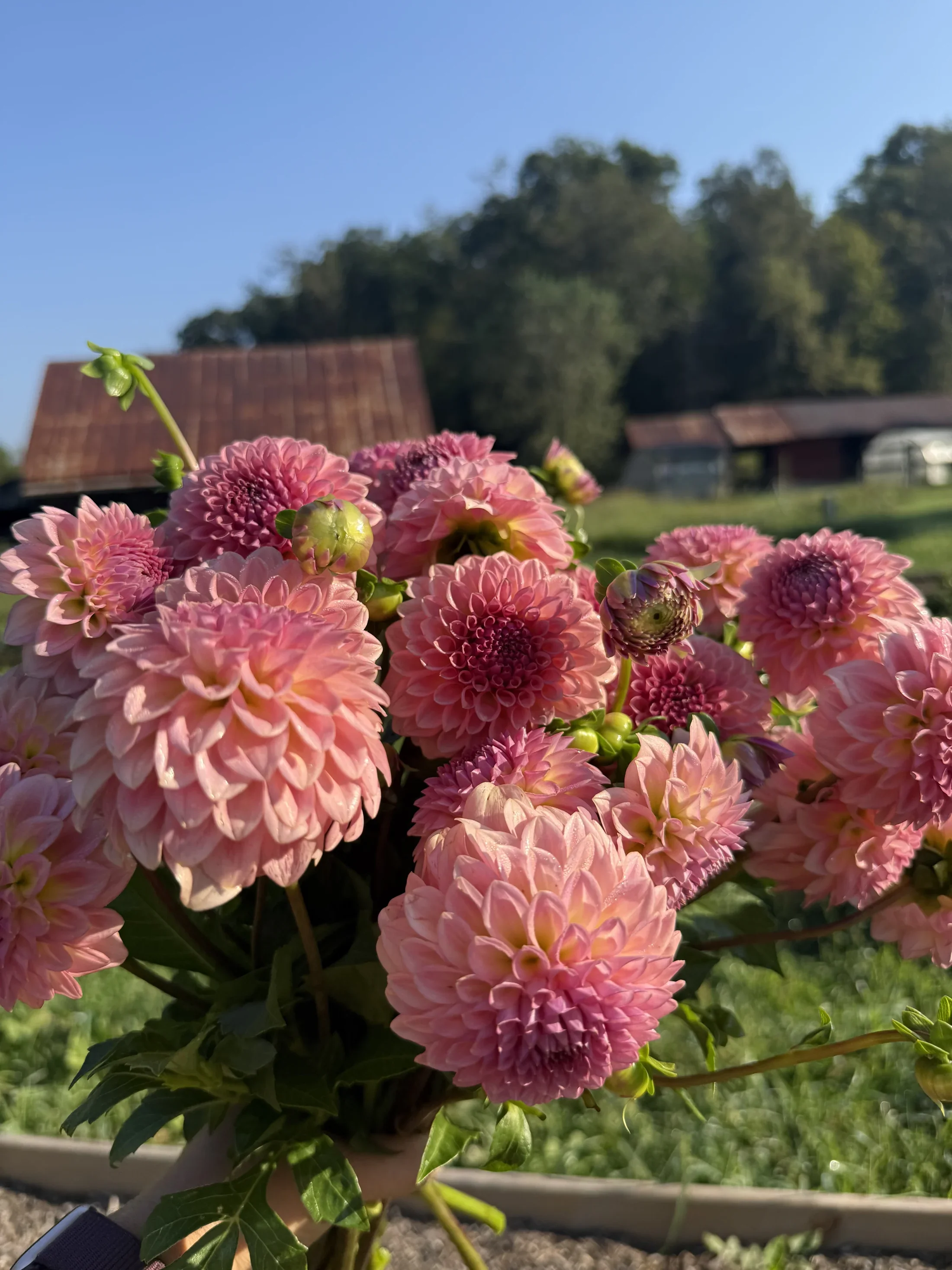 Fall Bloom Club