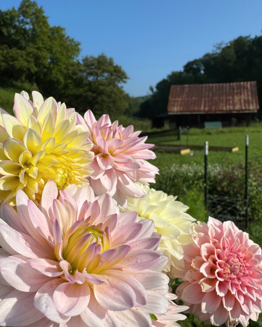 christmas birch pot 5in (7).png