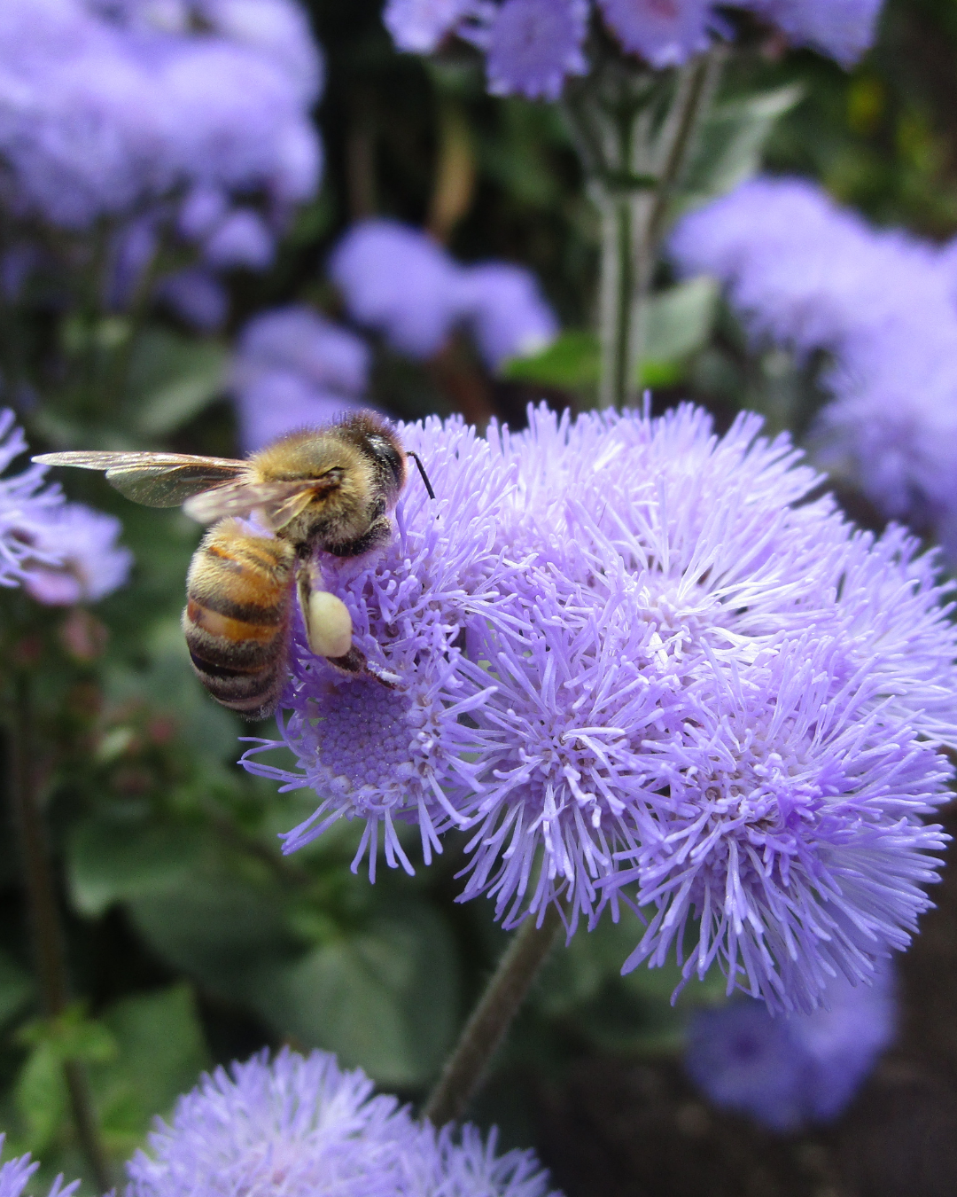 christmas birch pot 5in (10).png
