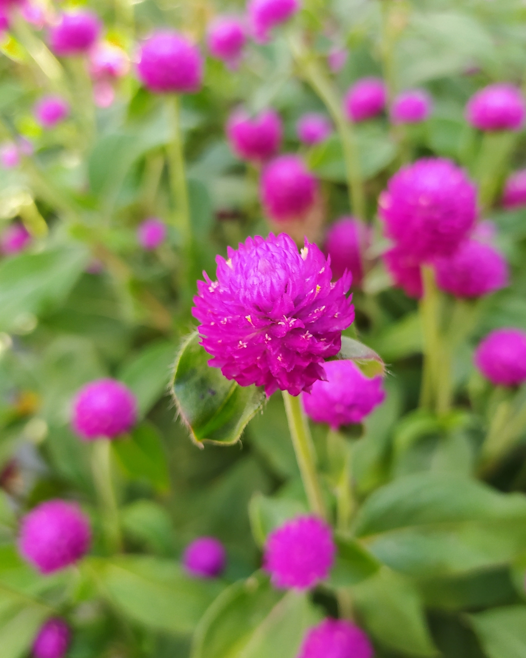 christmas birch pot 5in (9).png